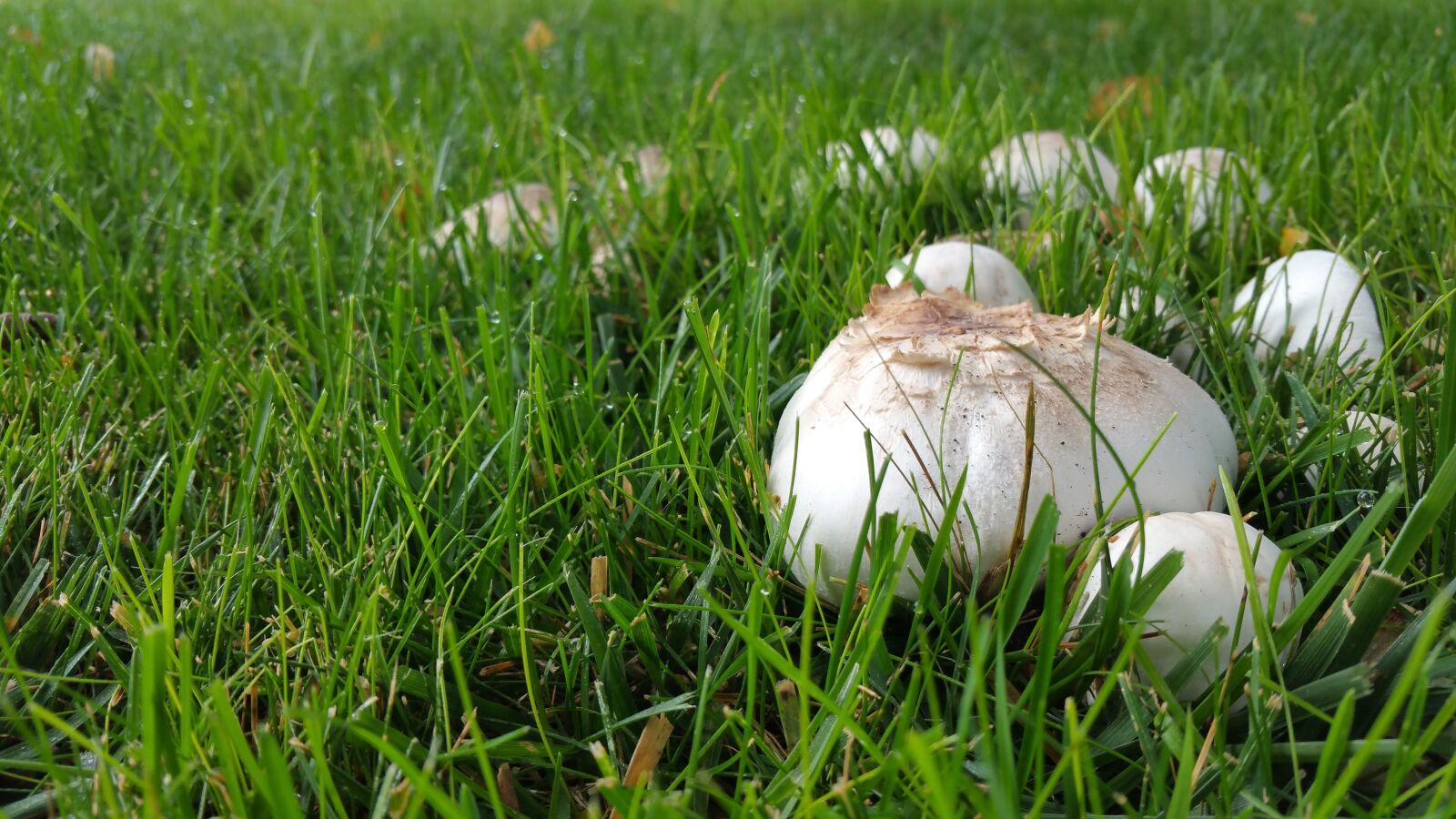 Samsung Galaxy Note Edge sample photo. Mushroom, nature, fungus photography