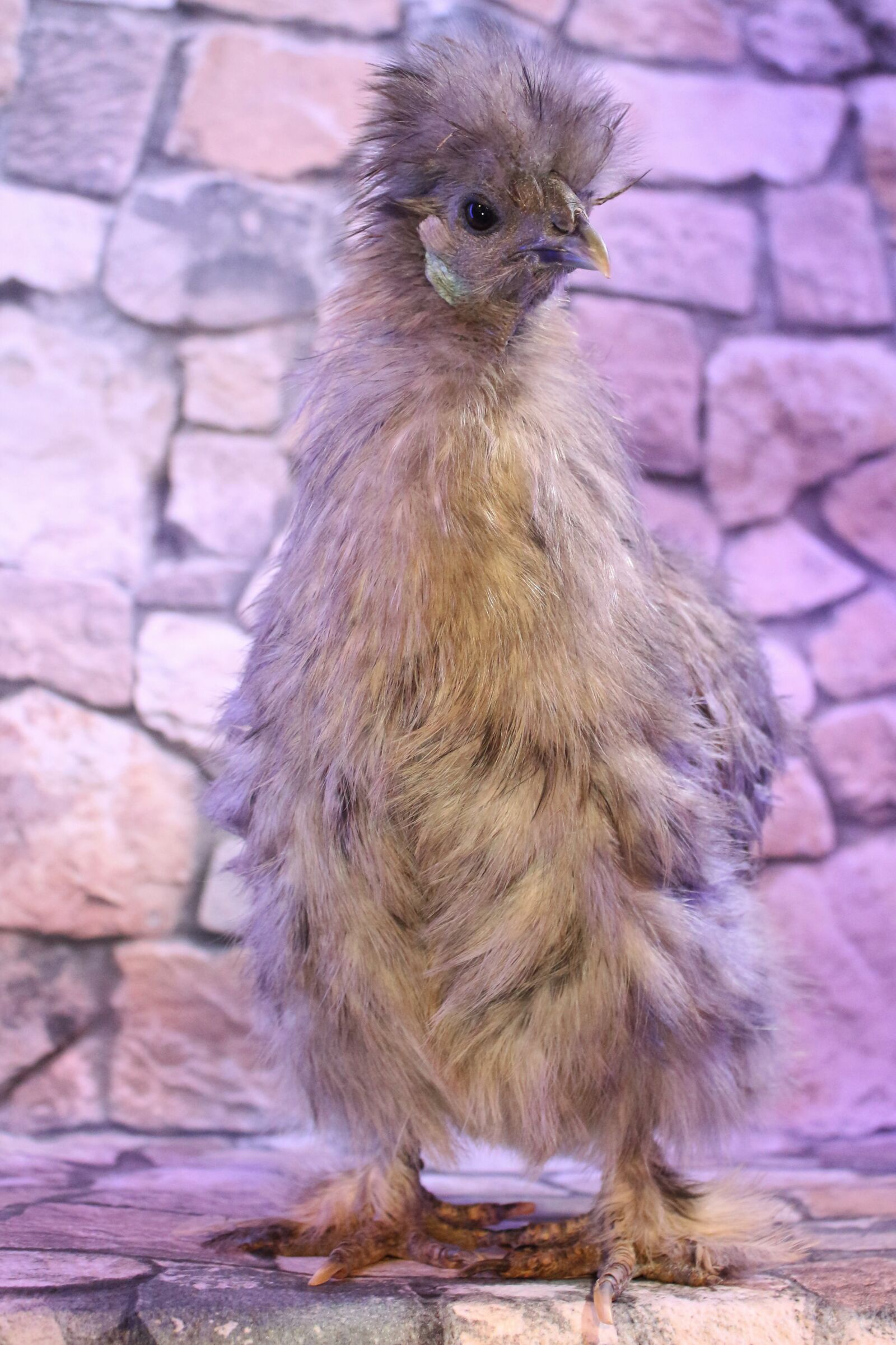 Canon EF-S 18-55mm F3.5-5.6 IS sample photo. Chicken, feather, close photography