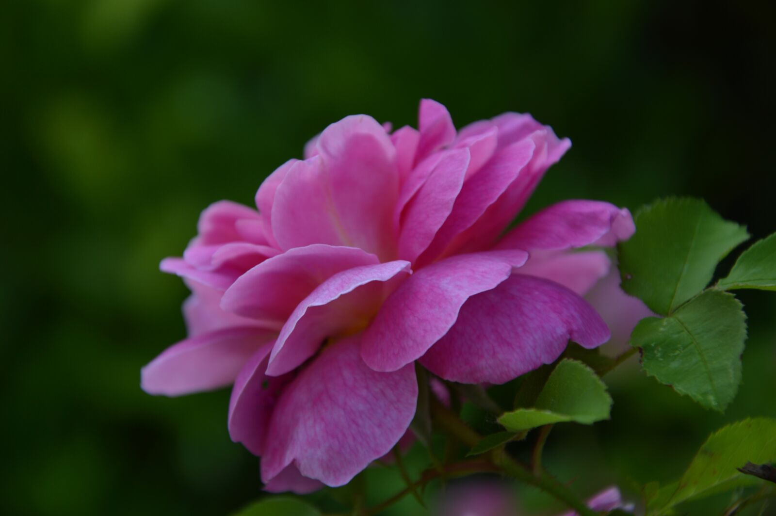 Nikon D3200 sample photo. Plant, flower photography