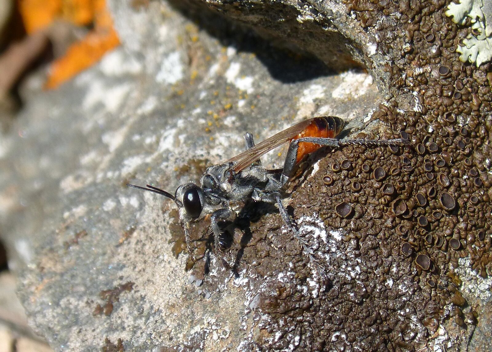 Panasonic DMC-FZ62 sample photo. Sapper wasp, wasp, sting photography