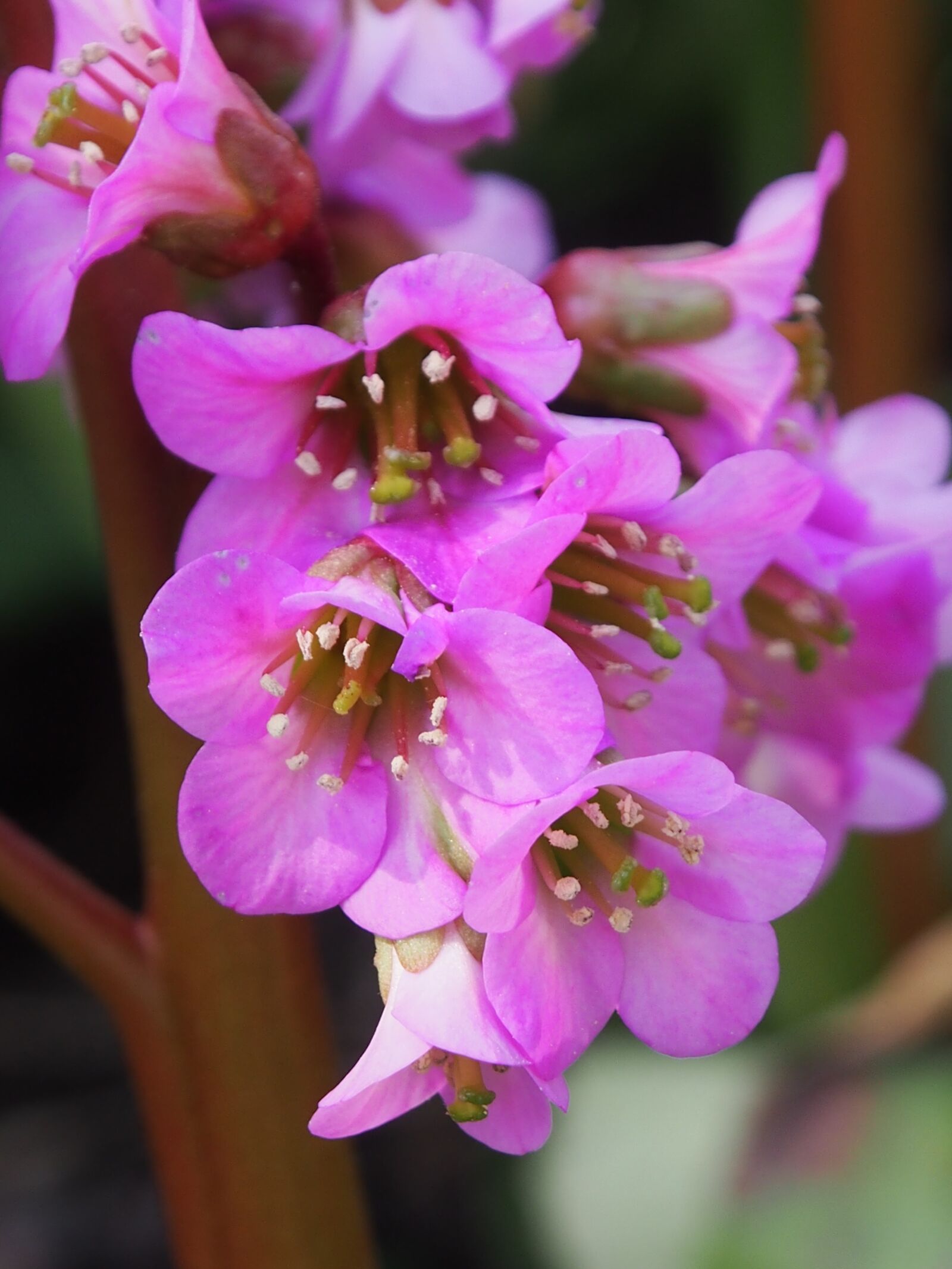 Olympus OM-D E-M5 sample photo. Bergenien, flower, spring photography