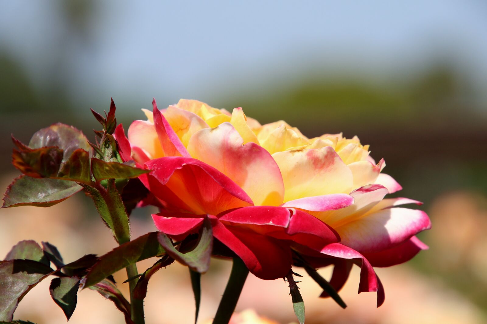 Canon EOS 7D Mark II sample photo. Blue, sky, flower, flowers photography