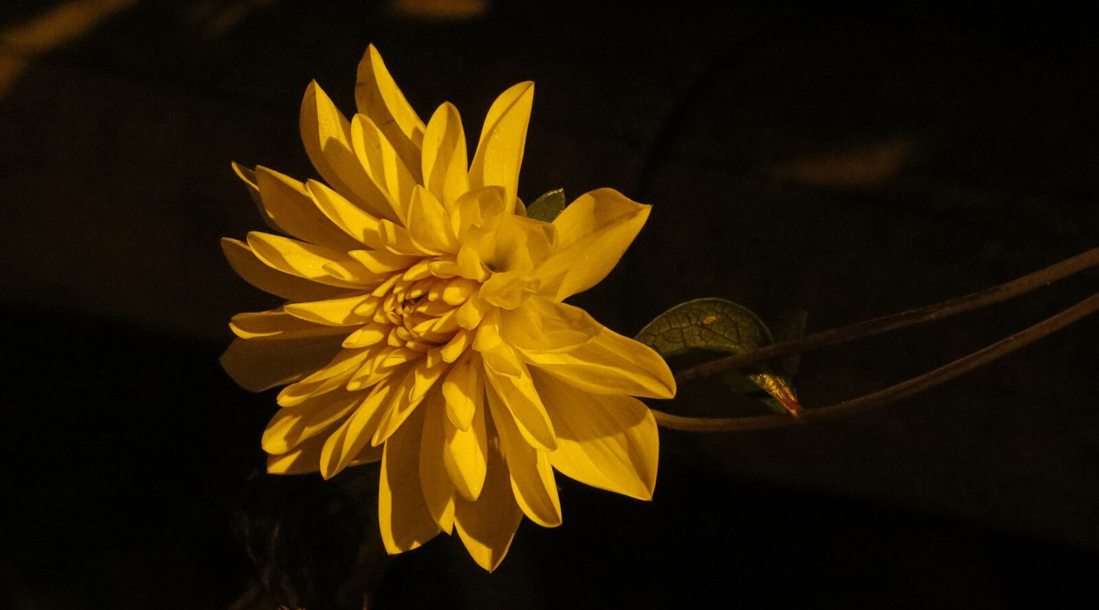 Canon PowerShot SX50 HS sample photo. Flower, garden, wild flower photography