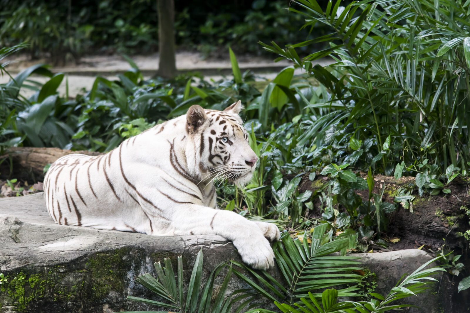 Nikon D5300 sample photo. Animal, big, cat, danger photography