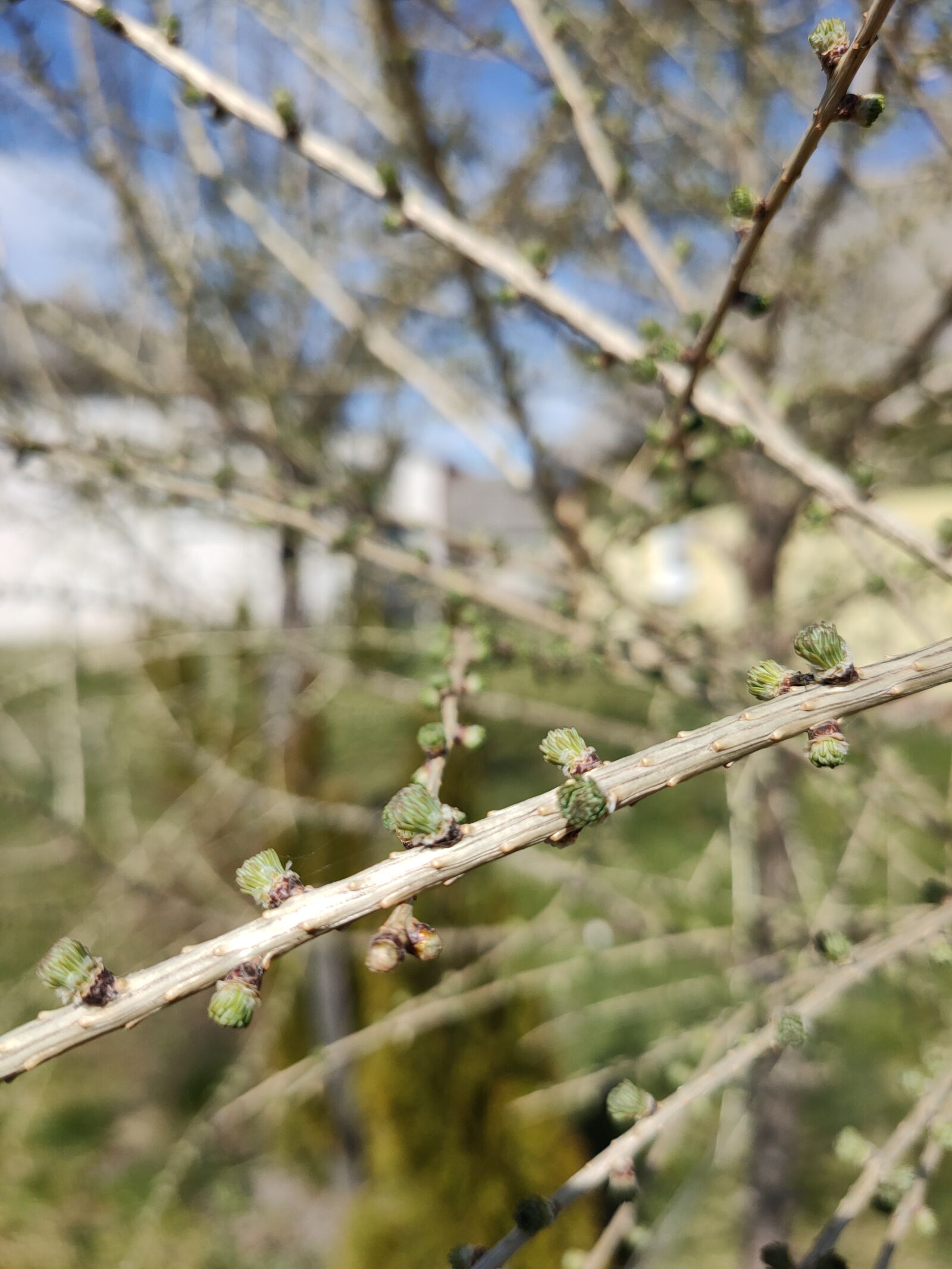 OPPO RENO2 sample photo. Larch, spring, tree photography