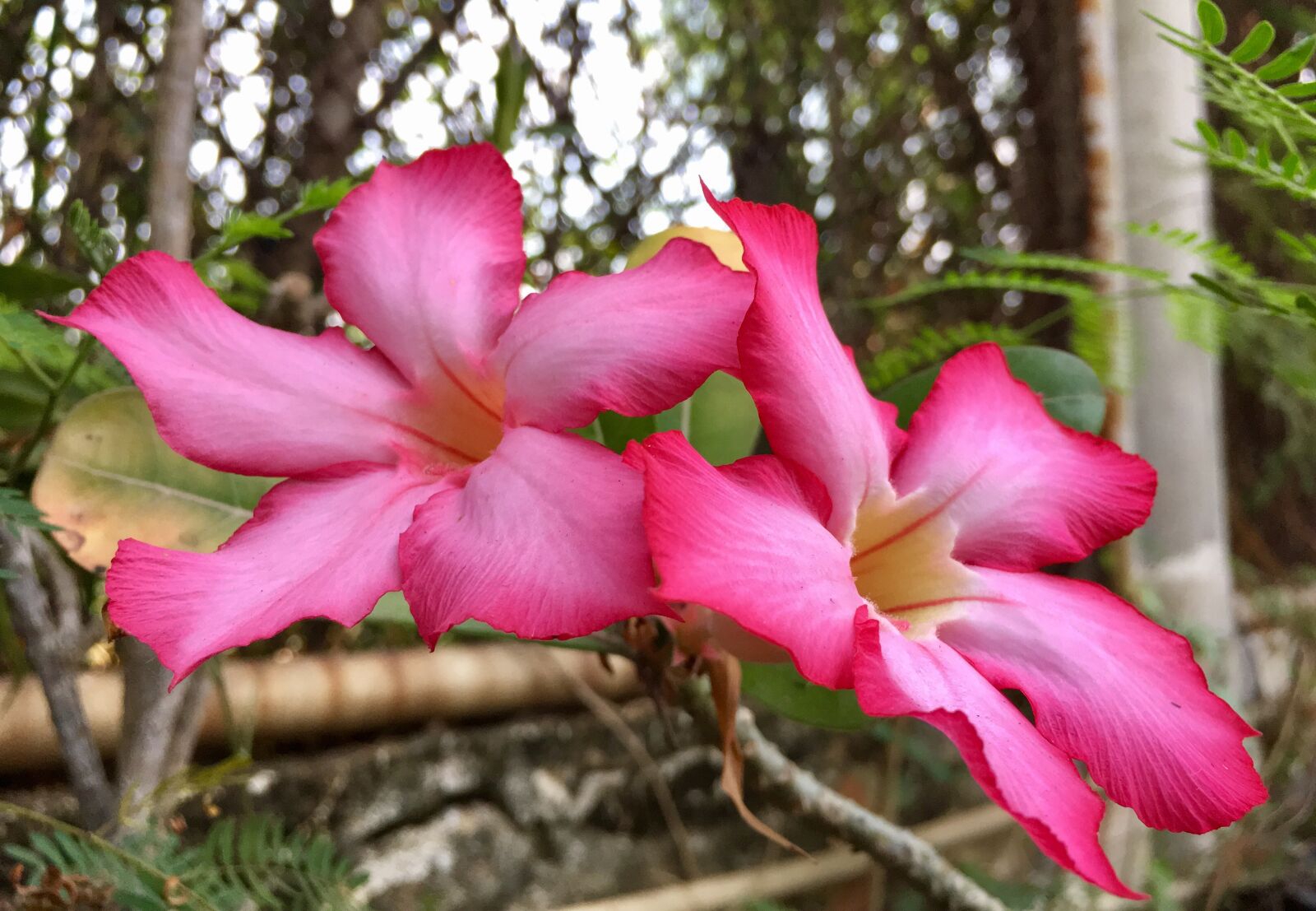 iPhone SE back camera 4.15mm f/2.2 sample photo. Flowers, pink, plant photography