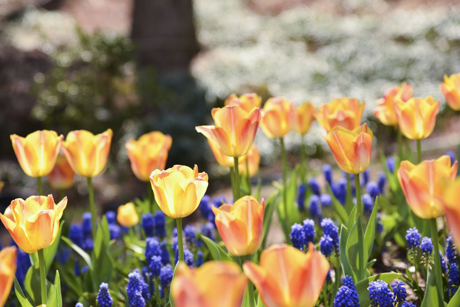 Nikon D800 sample photo. Spring, tulip, nature photography