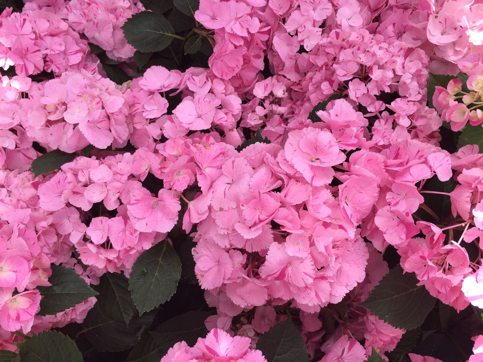Apple iPhone 6 sample photo. Hydrangeas, flower, blossom photography