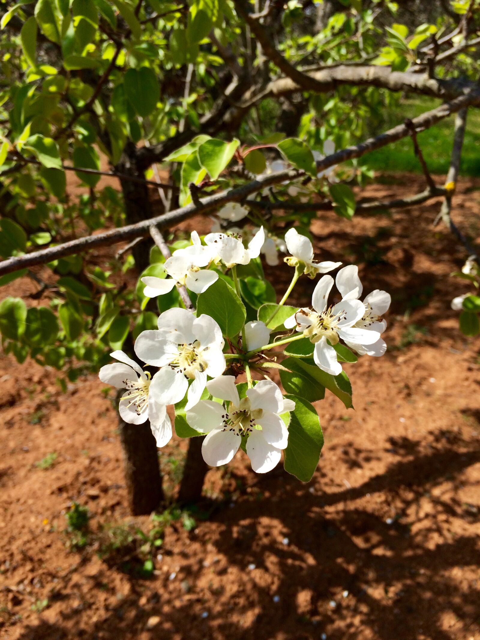 iPhone 5s back camera 4.15mm f/2.2 sample photo. Campaign, nature, flowers photography