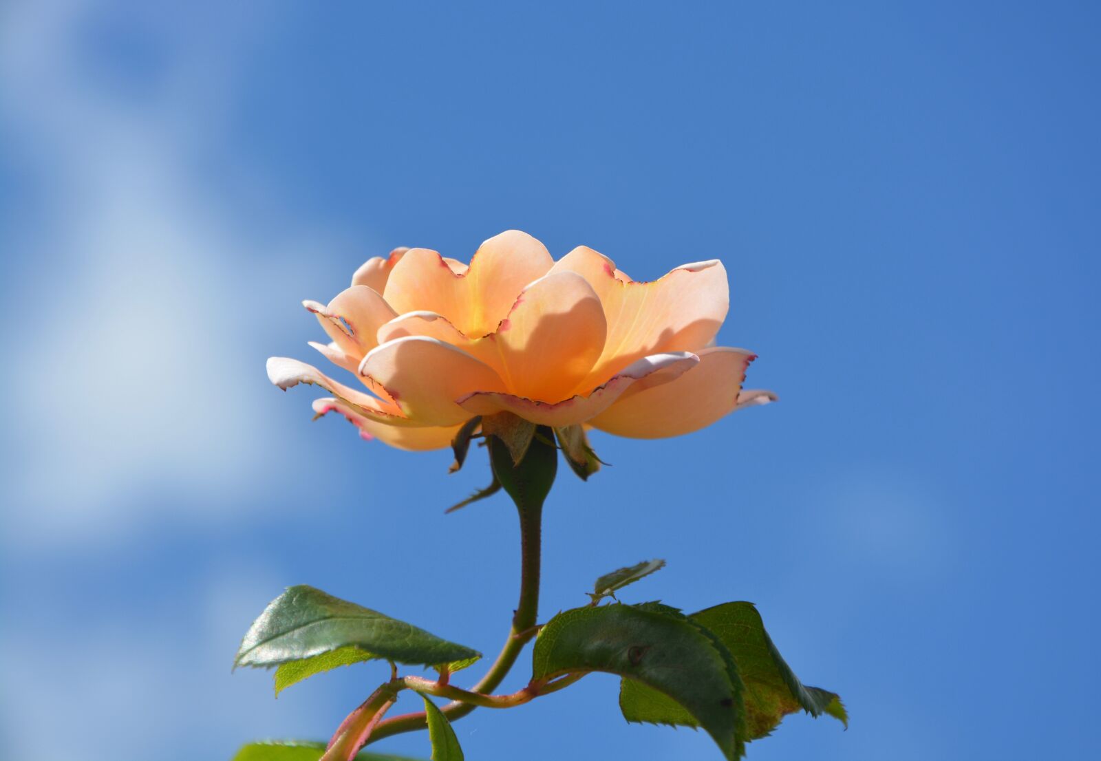 Nikon D5200 sample photo. Pink, yellow, spice photography