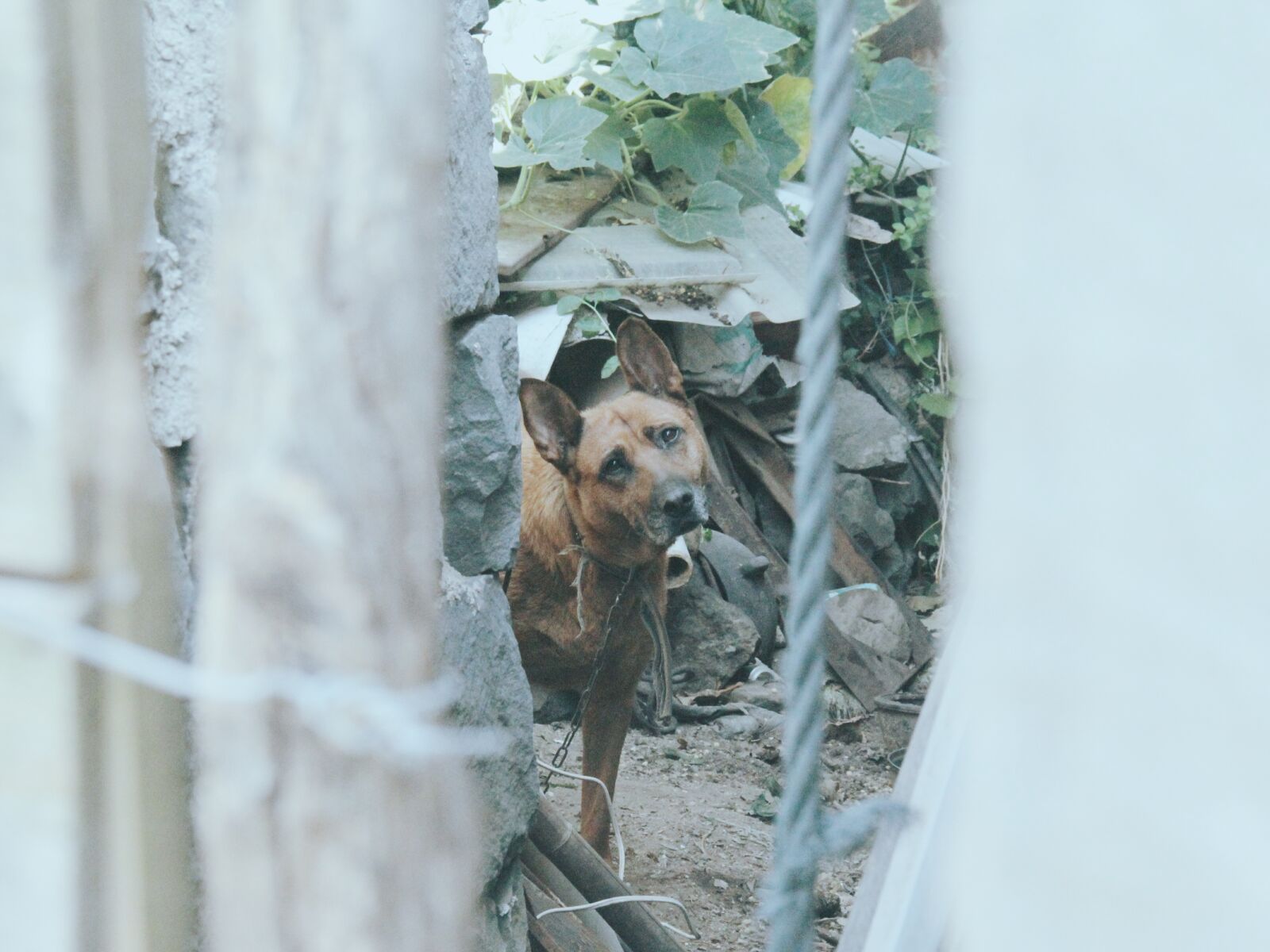 Canon EF-S 18-135mm F3.5-5.6 IS sample photo. Dog, hole, line photography