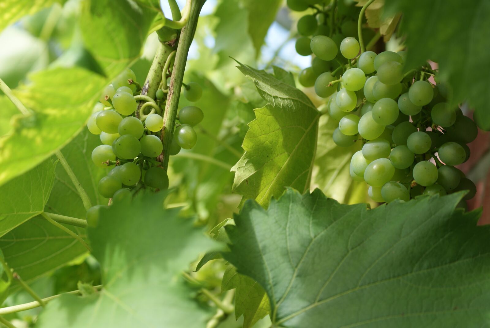 Sony Alpha DSLR-A230 sample photo. Grapes, fruit, vine photography