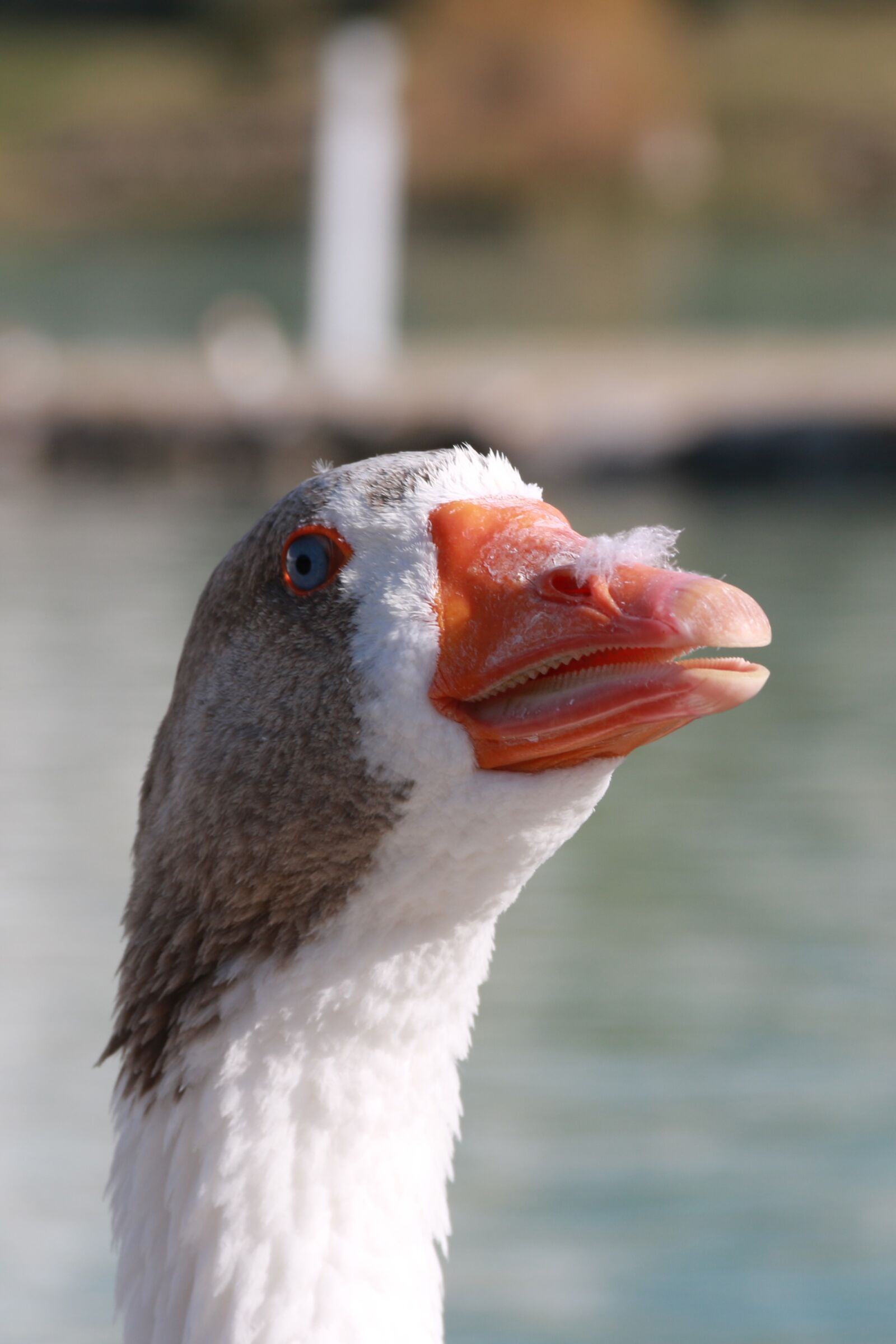 Canon EF-S 18-135mm F3.5-5.6 IS sample photo. Duck, marine, bird photography