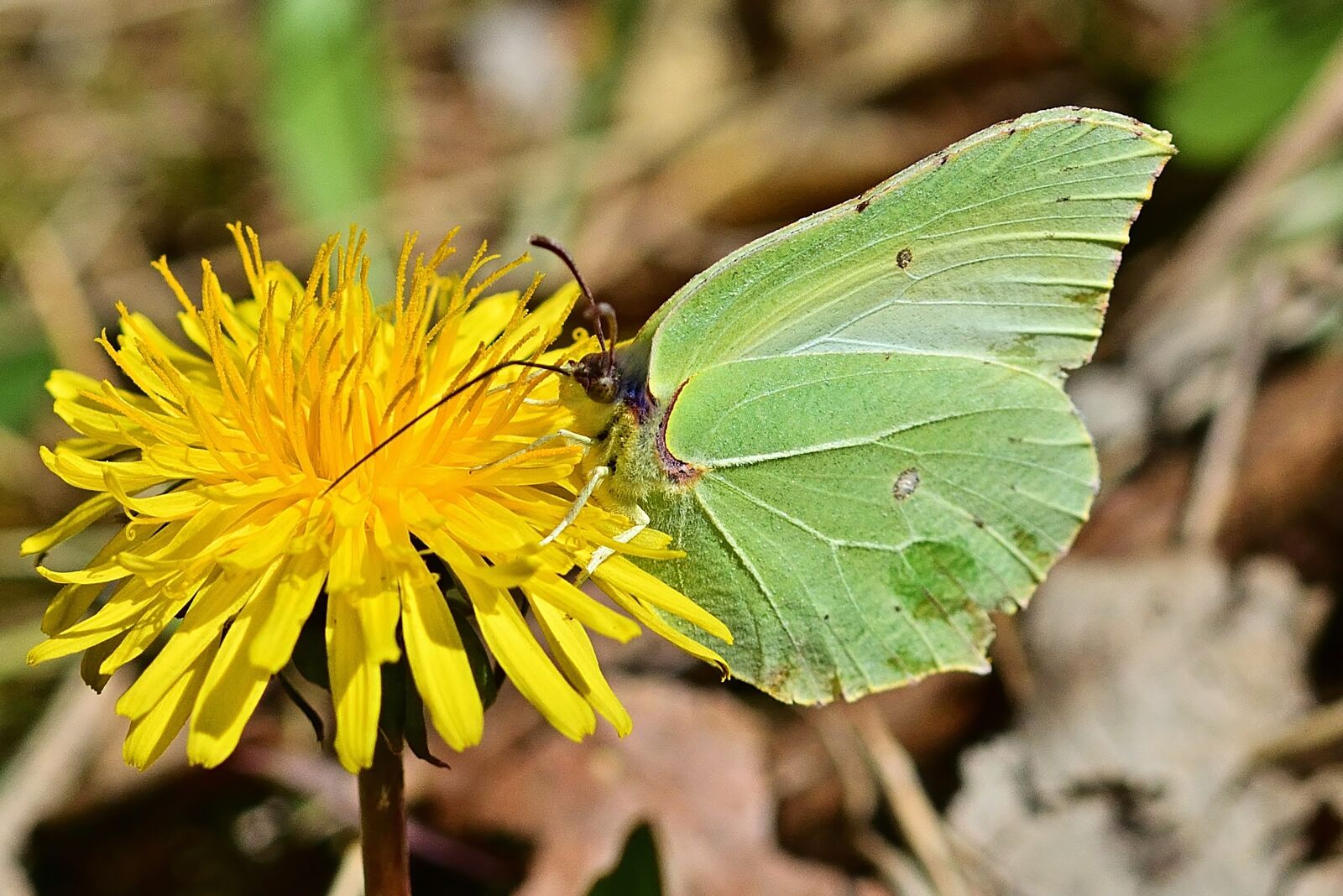 Nikon D5200 sample photo. Nature, gonepteryx rhamni, dandelion photography