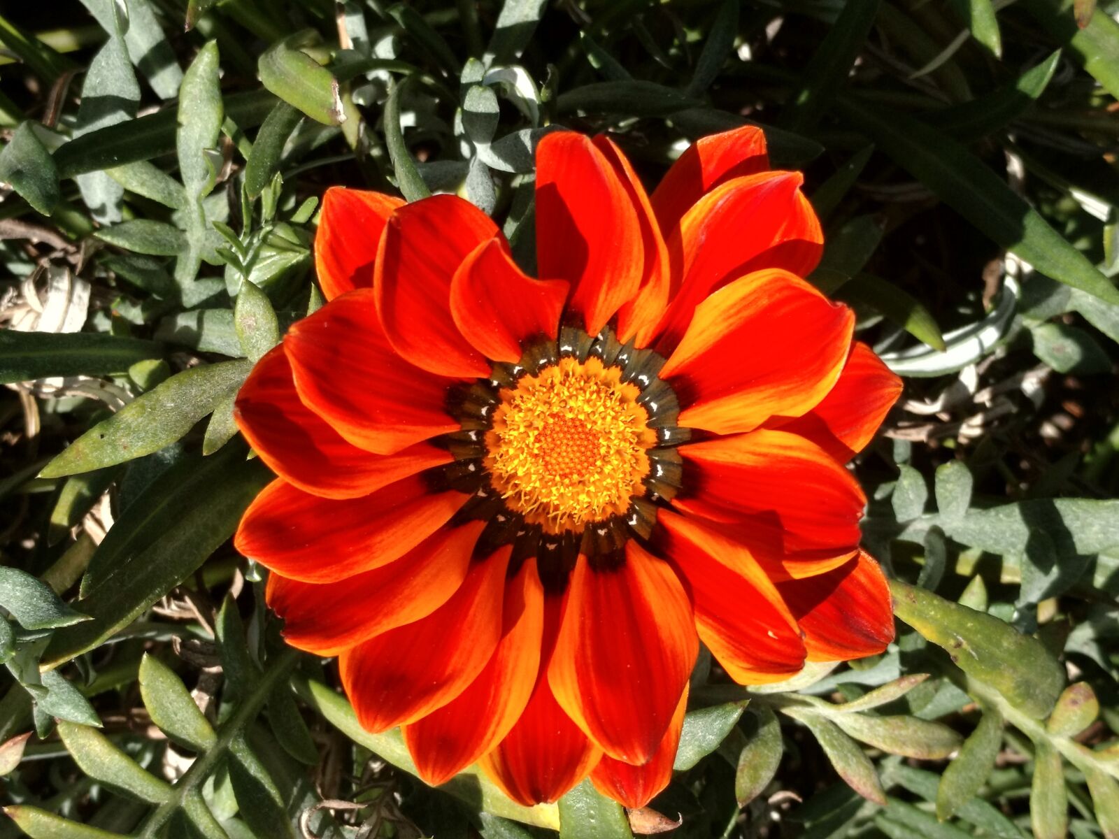 Motorola XT1563 sample photo. Red flower, red, flowers photography