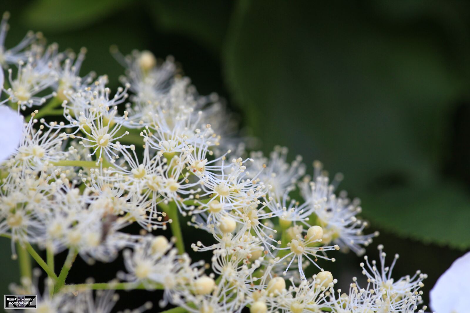 Canon EOS 5D Mark II sample photo. Flower, close-up, spring photography