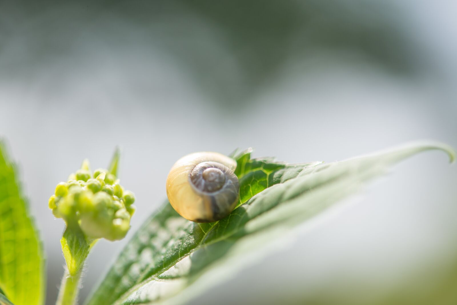 Nikon D600 sample photo. Snail, leaf, nature photography