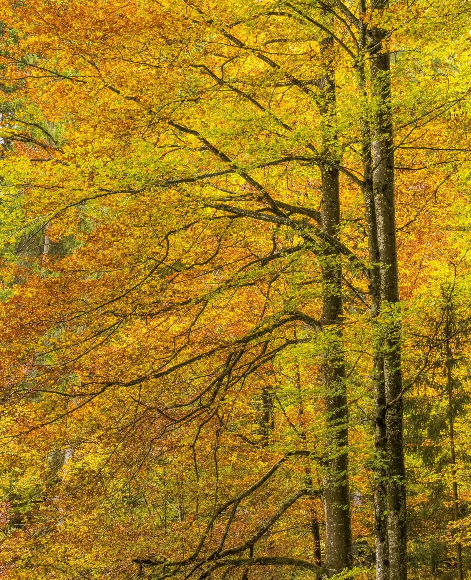 Sony a6300 + Sigma 30mm F2.8 EX DN sample photo. Autumn, color, orange photography