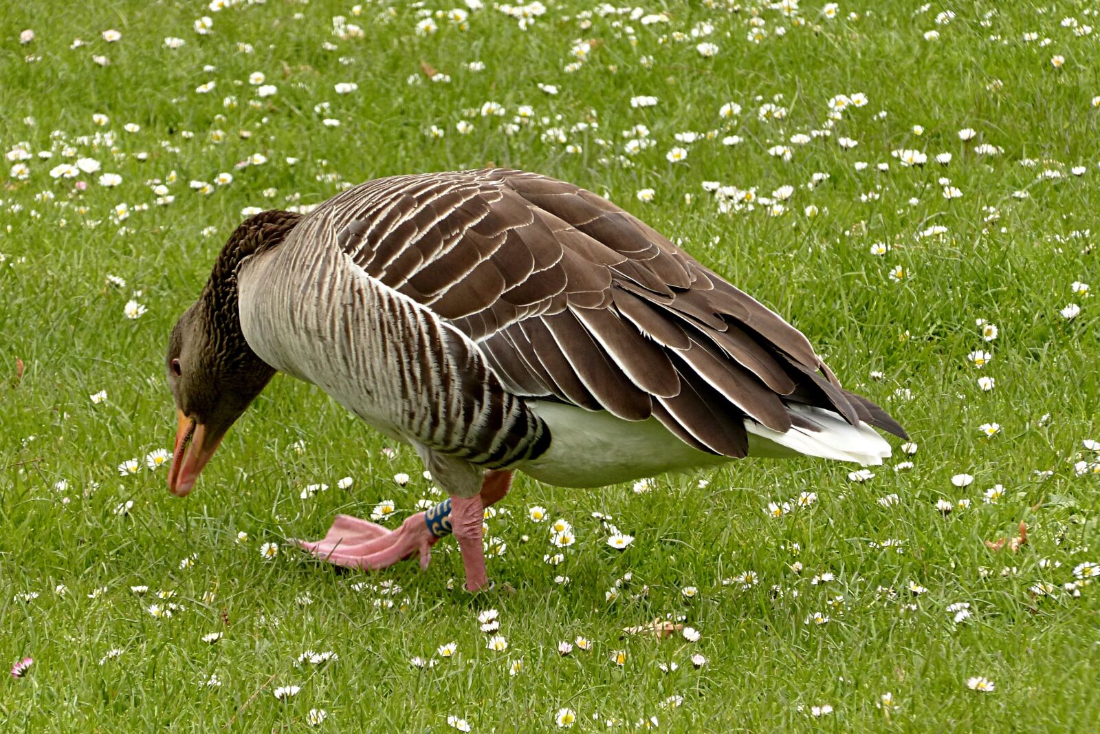 Panasonic Lumix DMC-FZ200 sample photo. Goose, greylag goose, animal photography
