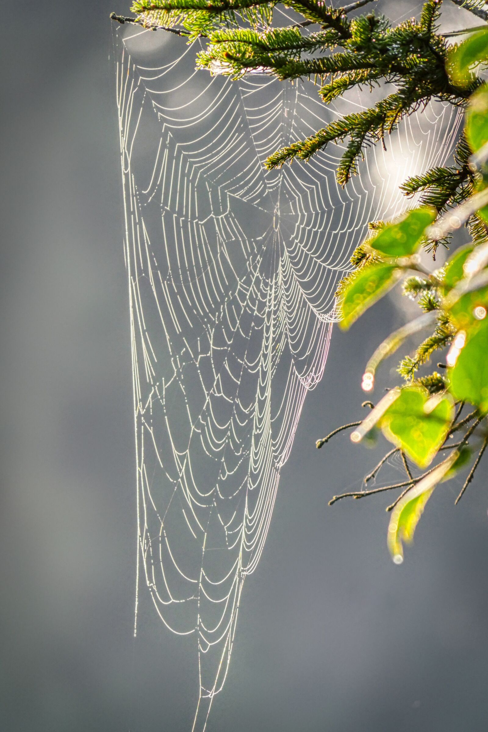 Panasonic Lumix DMC-GX8 sample photo. Spider webs, autumn, cobweb photography