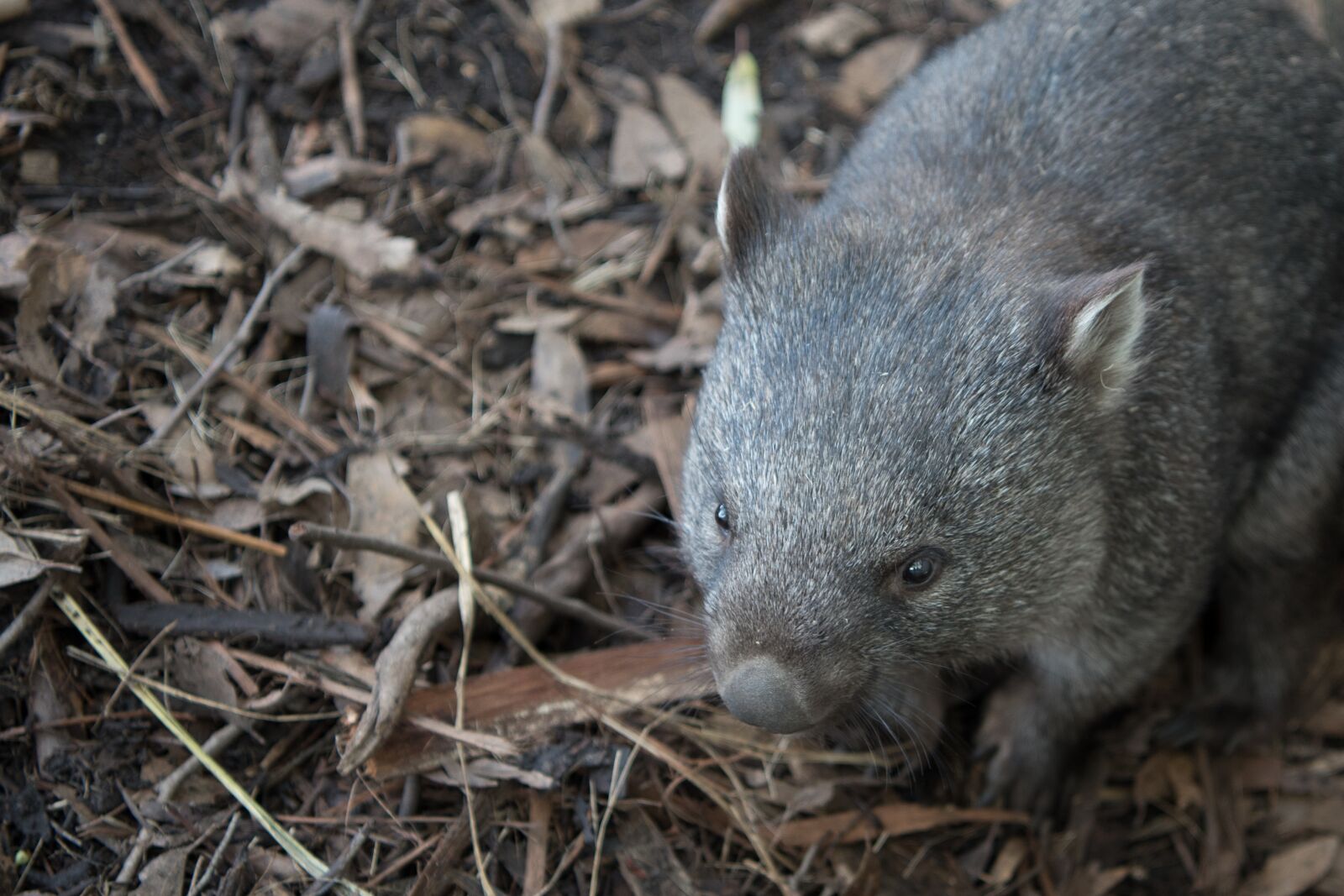 Nikon D750 sample photo. Wombat, wildlife, marsupial photography