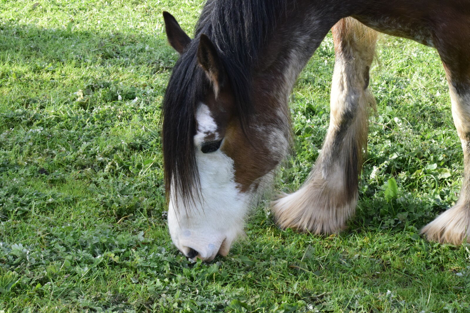 Nikon D5300 sample photo. Clydesdale, horse, horse, head photography