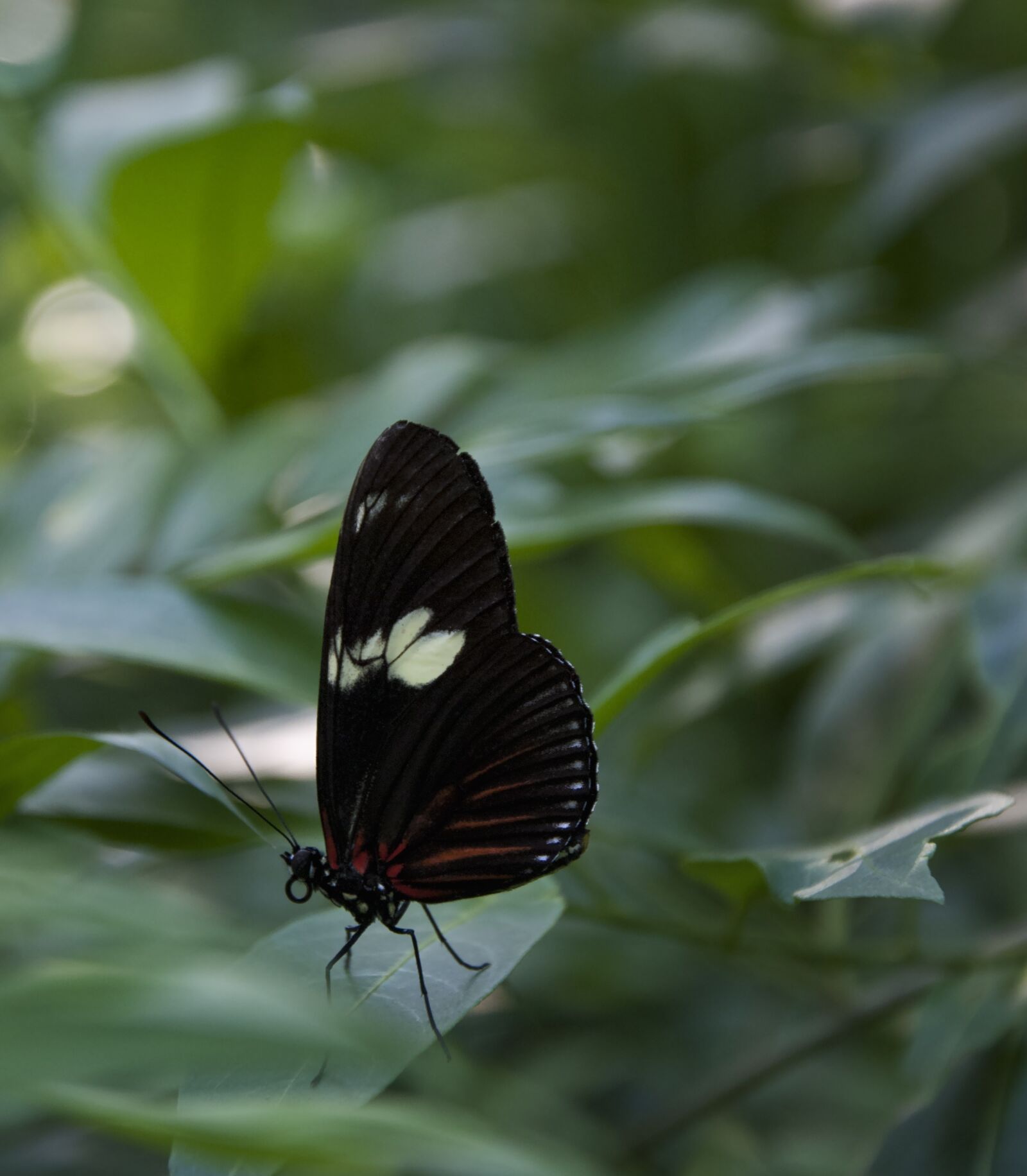 Nikon D3000 sample photo. Butterfly, leaves, insect photography