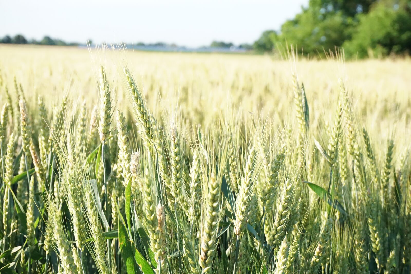 Sony a6000 sample photo. Wheat, farm, rural photography