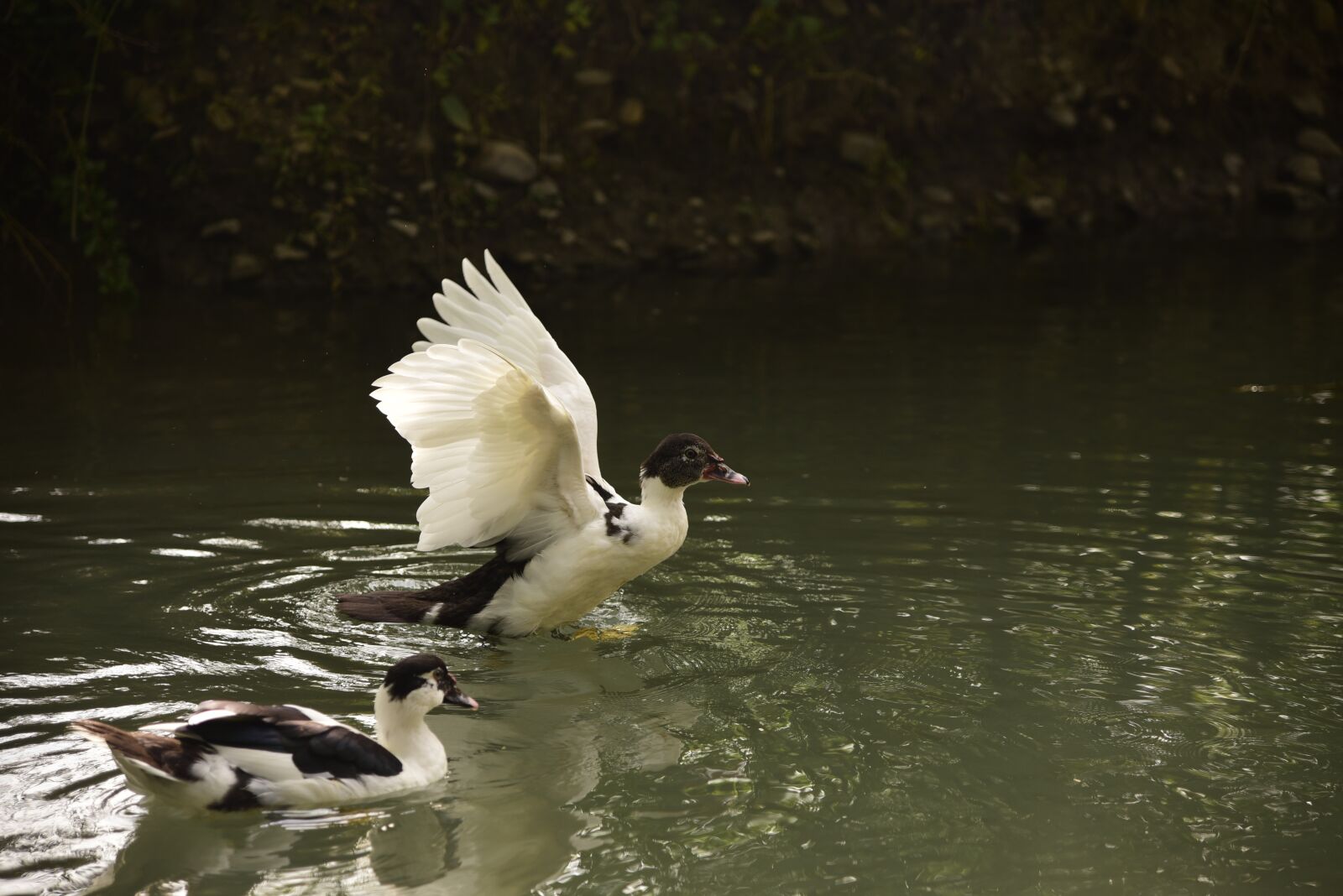 Nikon D750 sample photo. Ducks, birds, waterfowls photography