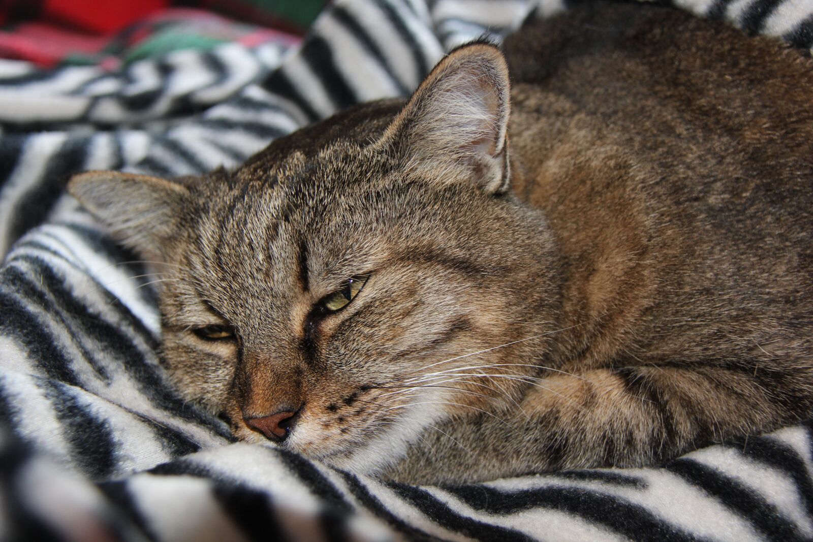 Canon EOS 550D (EOS Rebel T2i / EOS Kiss X4) sample photo. Cat, malai, brindle photography