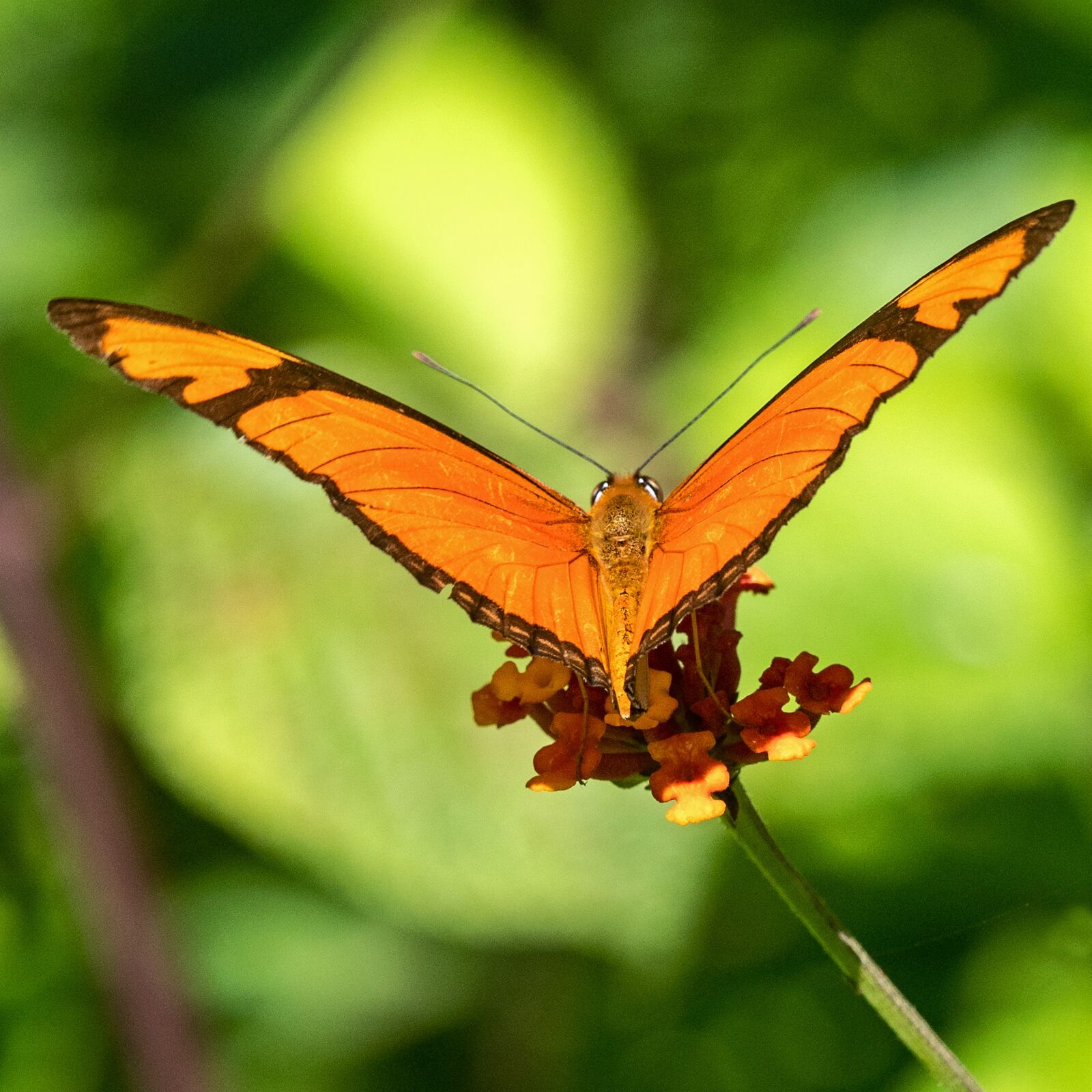 Panasonic Lumix DC-G9 + LEICA DG 100-400/F4.0-6.3 sample photo. Ecuador, butterfly, tropics butterfly photography