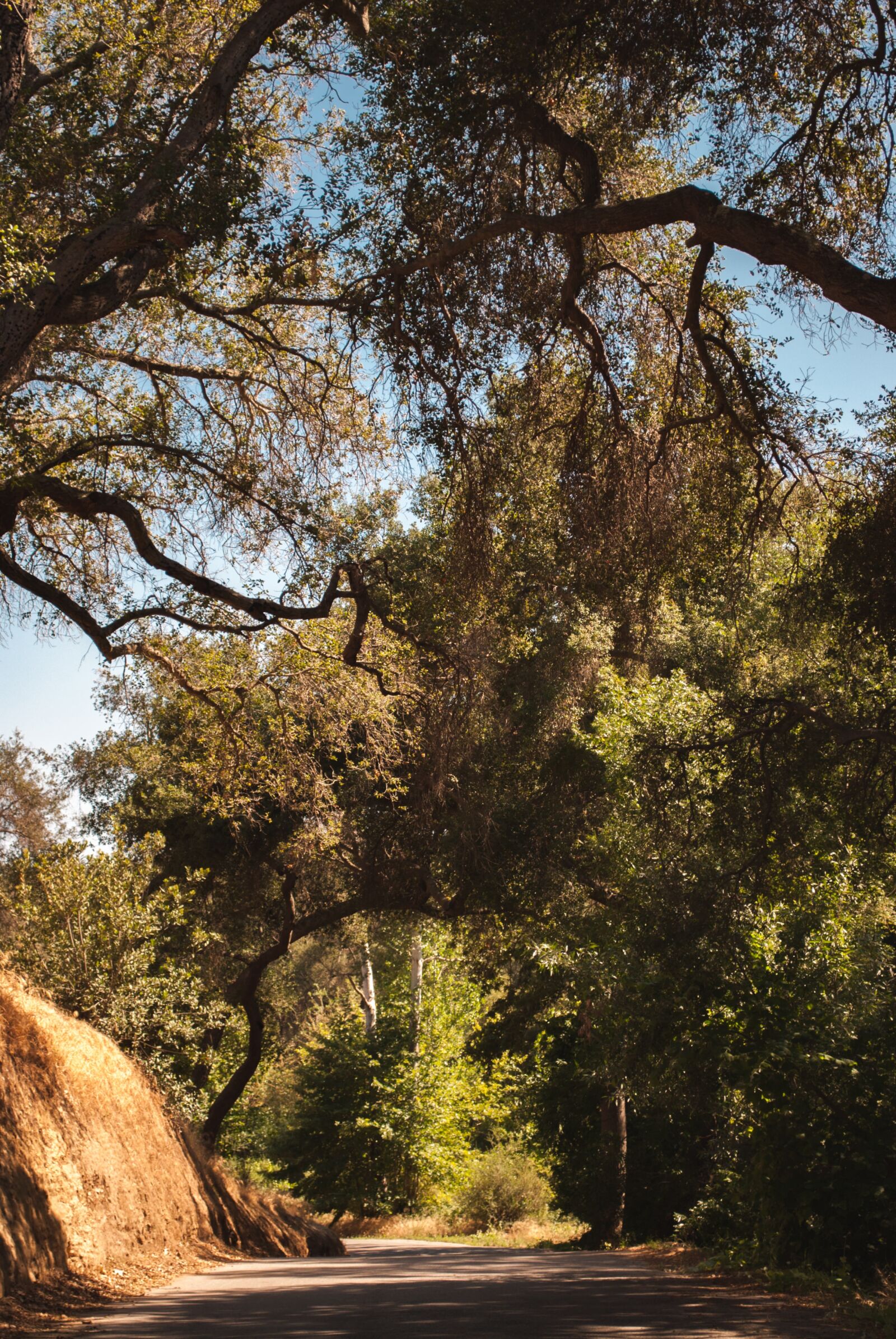 Nikon D3000 sample photo. Road, woods, san francisco photography