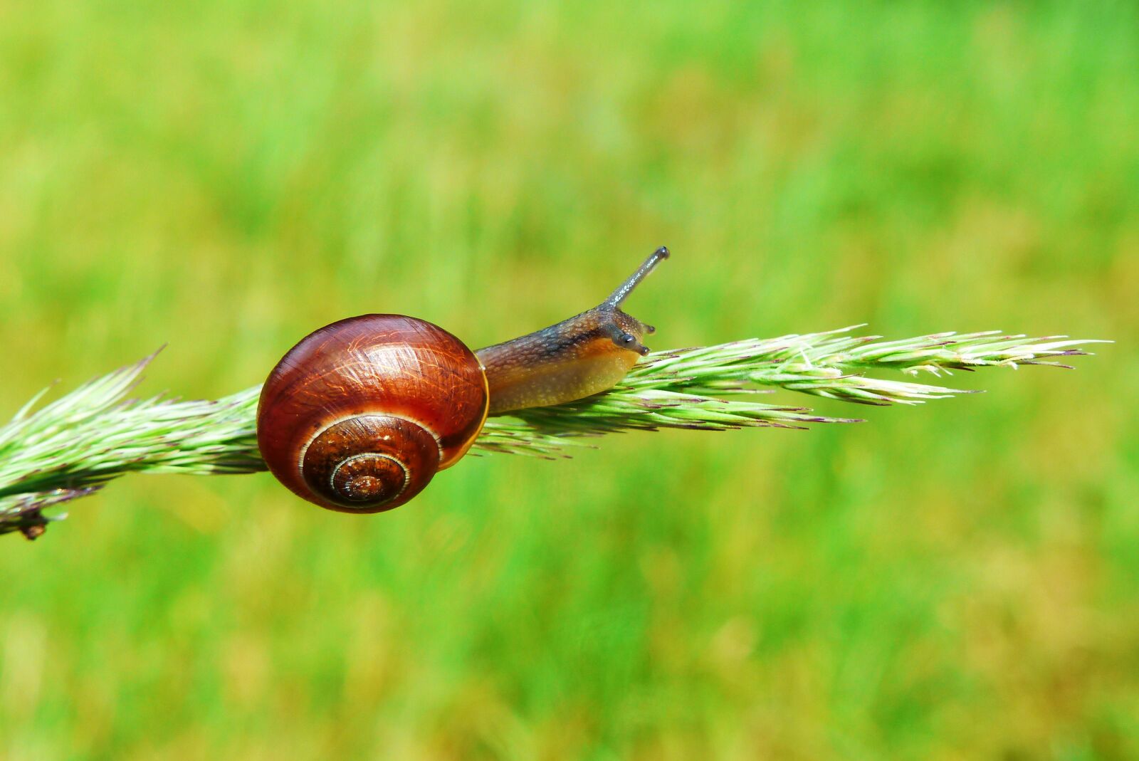 Panasonic Lumix DMC-FZ200 sample photo. Snail, molluscs, spike grass photography