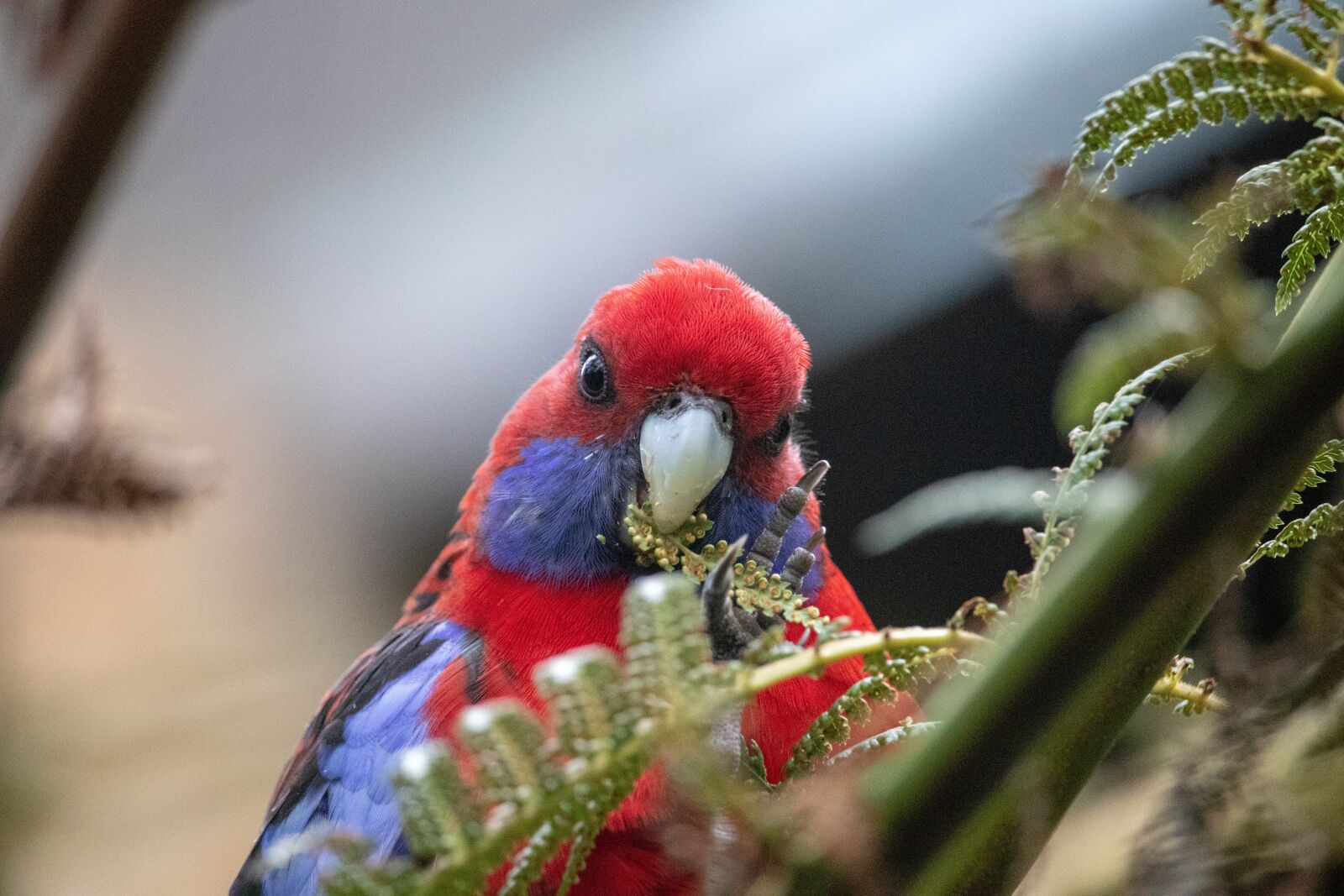 Canon EOS 200D (EOS Rebel SL2 / EOS Kiss X9) sample photo. Rosella, close up, bird photography