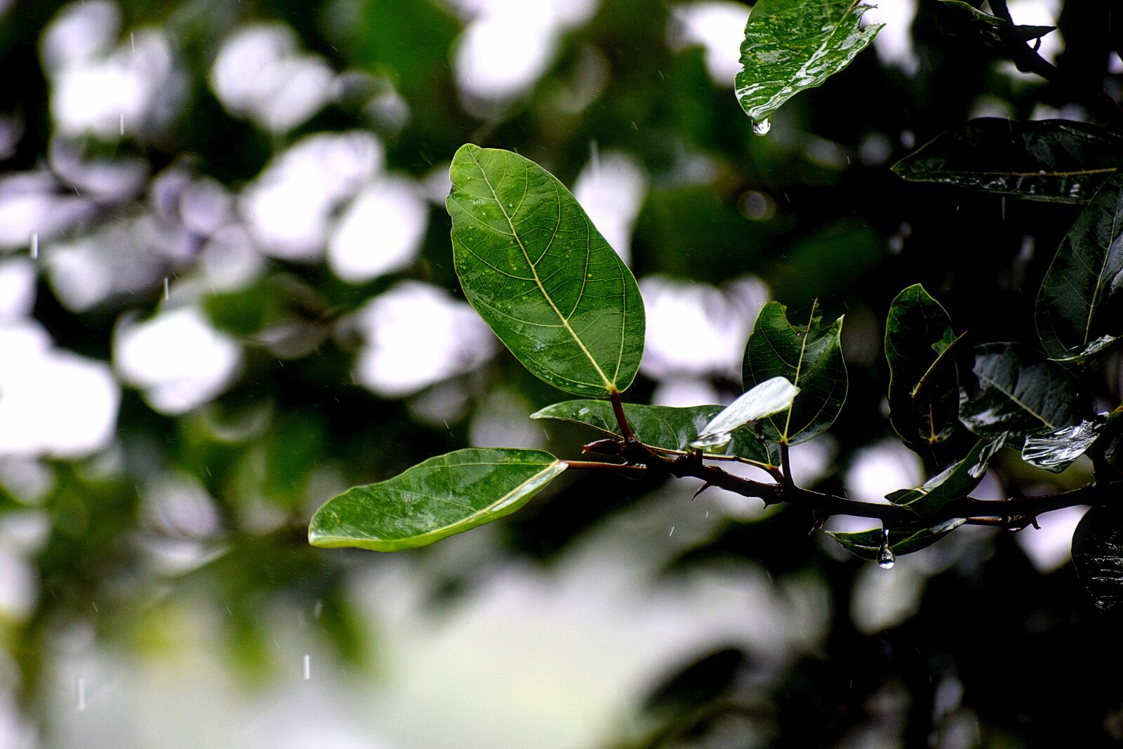 Nikon D3300 sample photo. Rain, wet, leaves photography