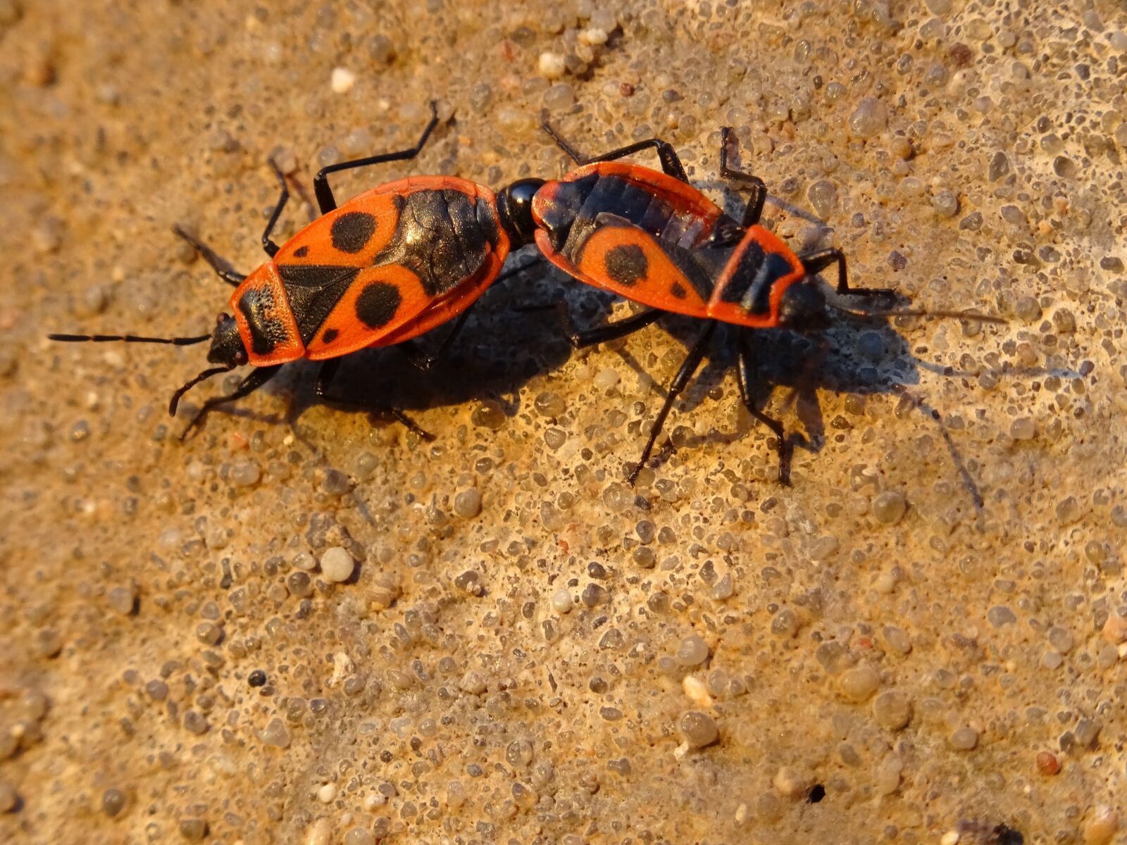 Sony DSC-HX50 sample photo. Smith wingless, arthropods, sze photography