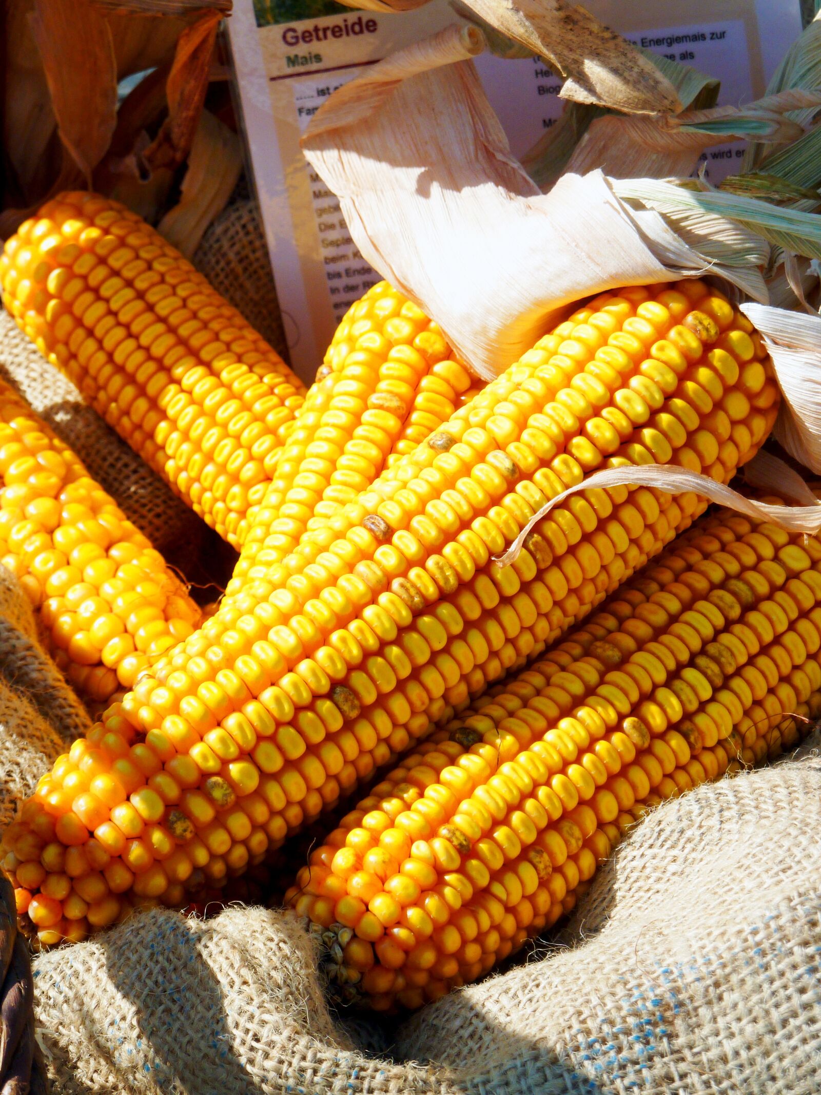 Panasonic DMC-TZ7 sample photo. Arable, harvest, thanksgiving photography