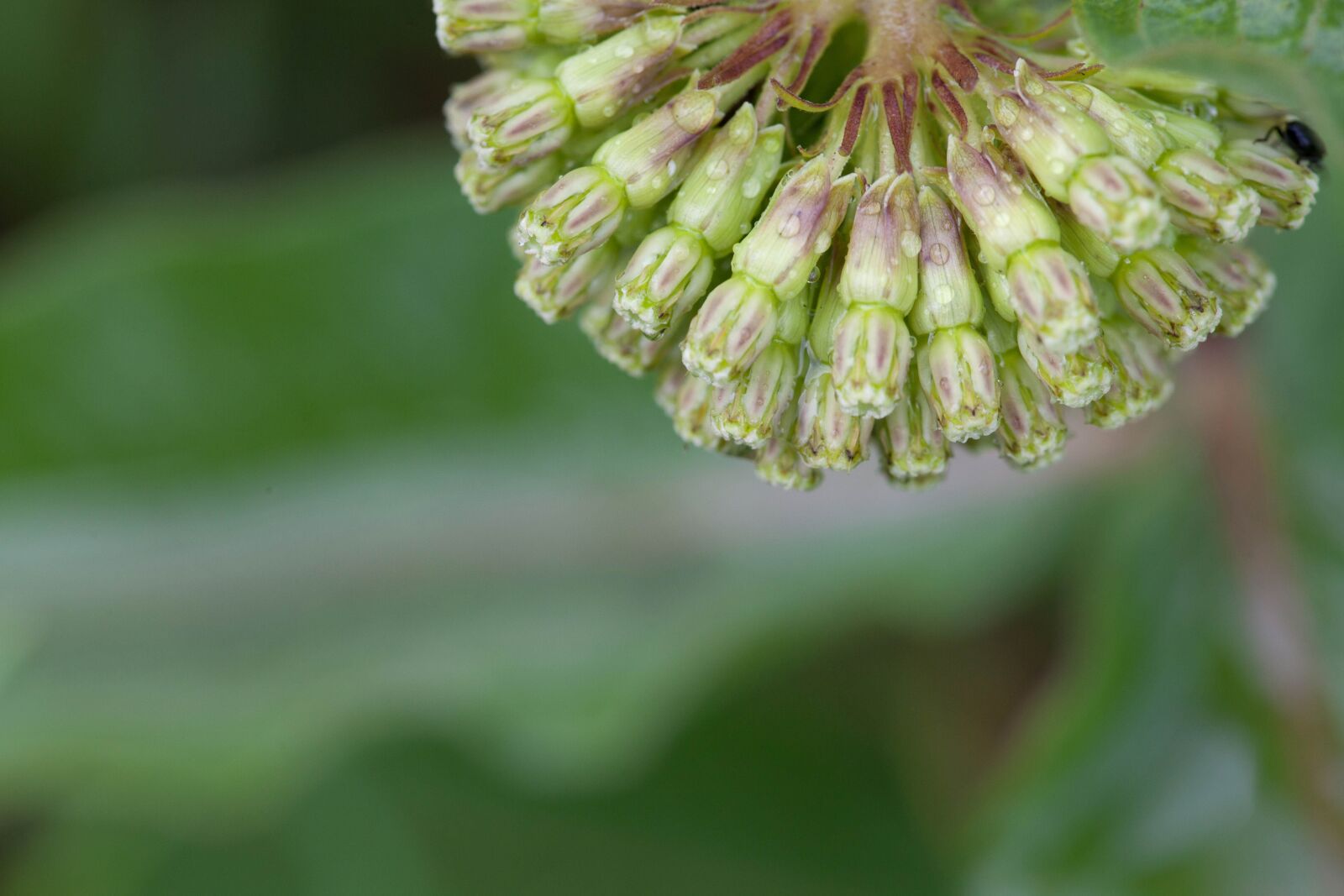 Canon EOS 5D Mark II sample photo. Milkweed, plant, flora, nature photography