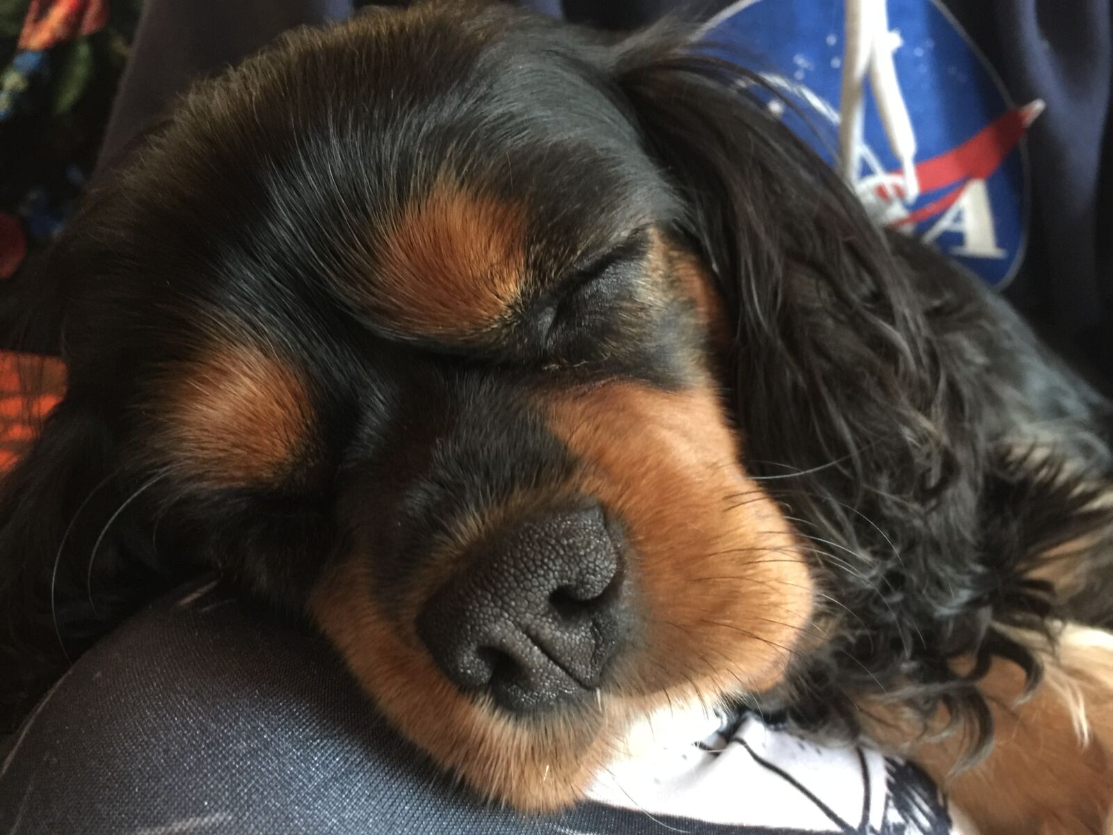 iPhone 6 Plus back camera 4.15mm f/2.2 sample photo. Cavalier king charles spaniel photography