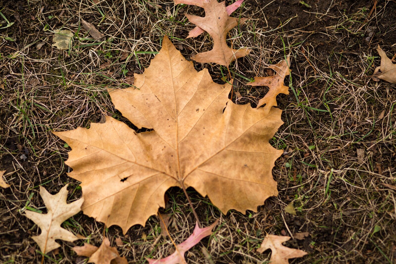 Canon EF 85mm F1.8 USM sample photo. Leaf, fall, nature photography