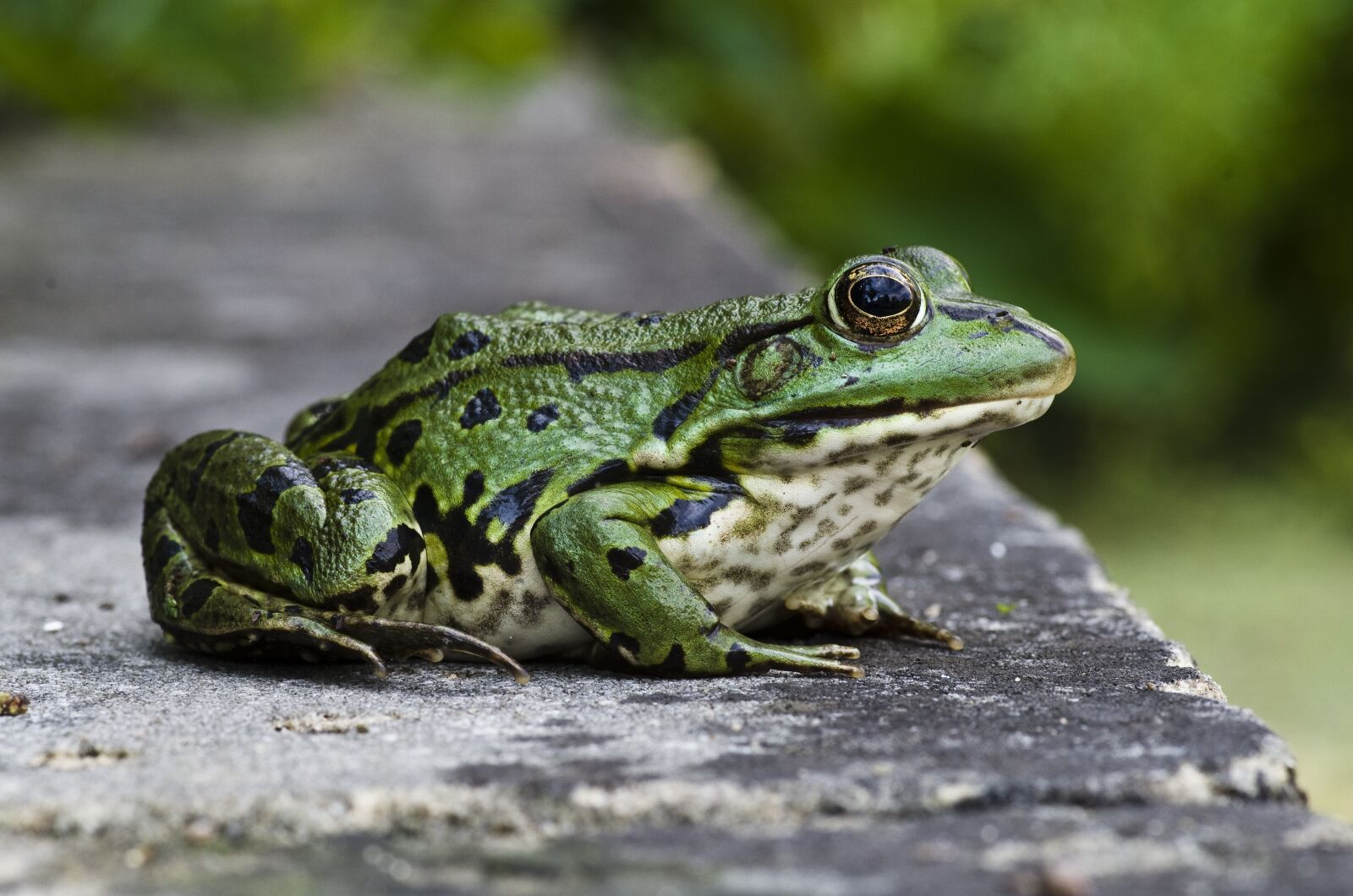 Pentax K-30 sample photo. Frog, close up, green photography