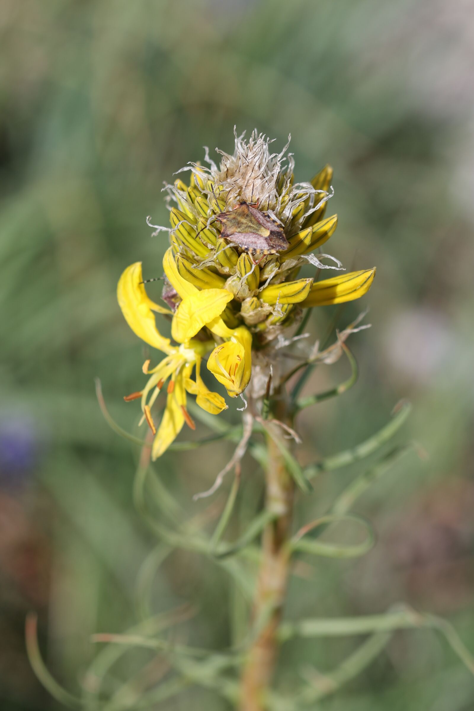 Canon EOS 70D + Canon EF 100mm F2.8 Macro USM sample photo. Green, yellow, flower photography