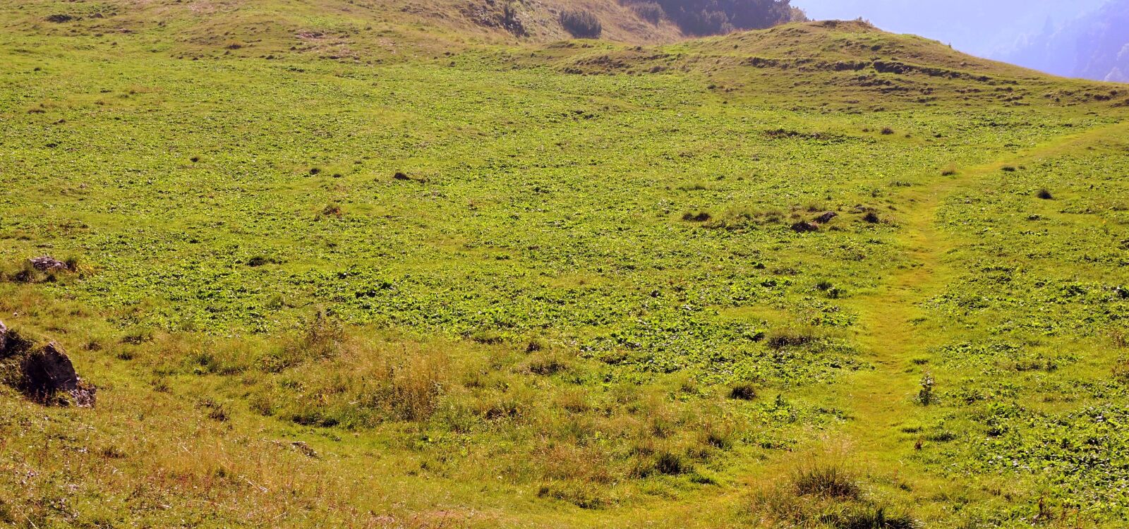 Nikon Coolpix P600 sample photo. Prato, green, mountain photography