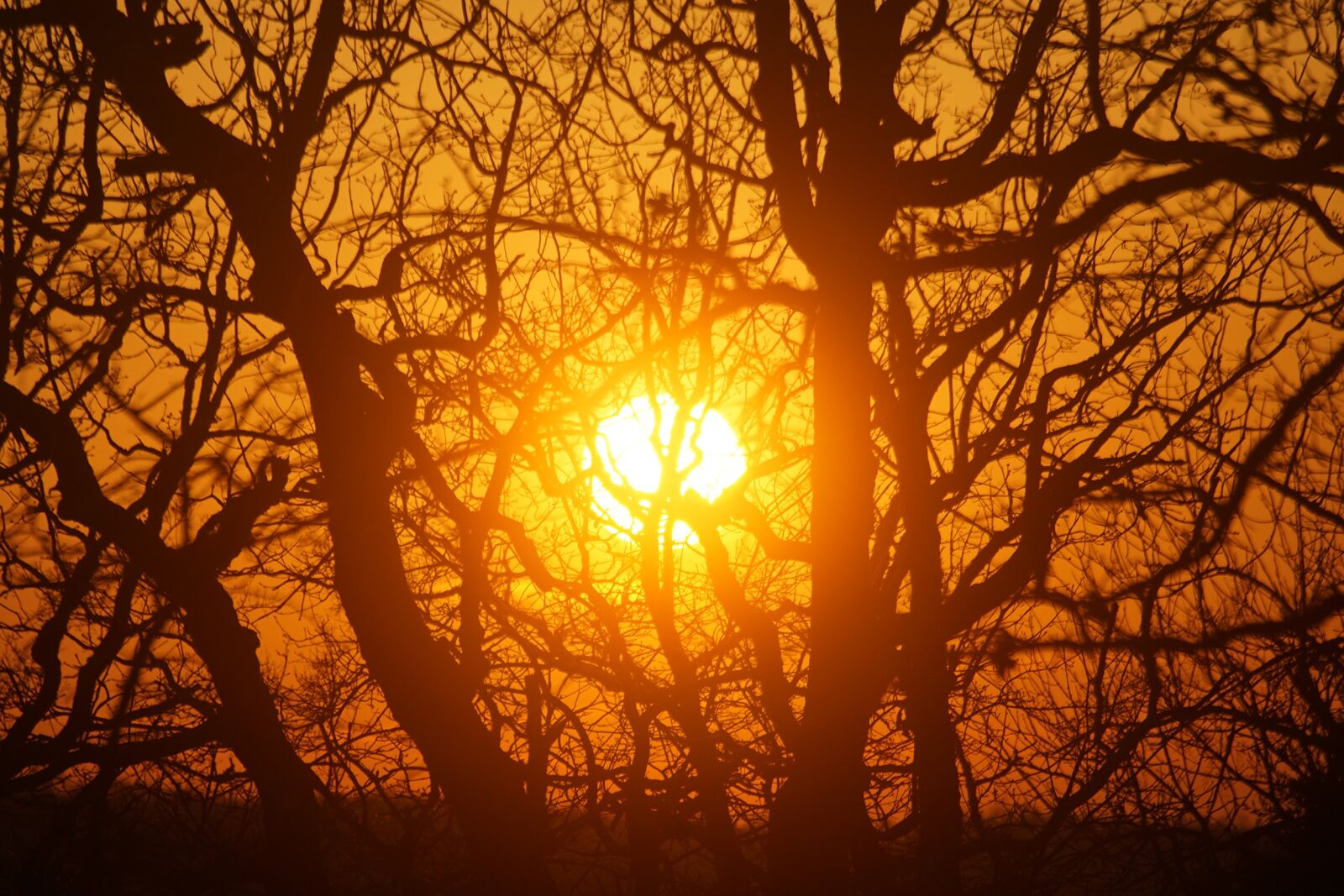Sony ILCA-77M2 sample photo. Sun, sunset, trees photography