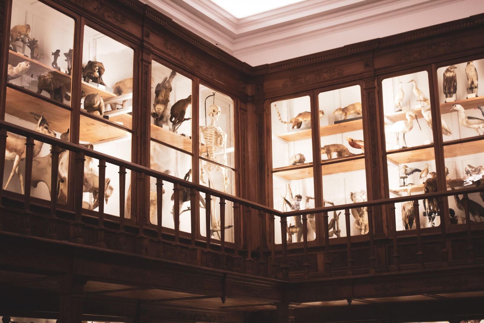 Canon EF-S 18-55mm F3.5-5.6 IS sample photo. Museum, animals, instruments photography