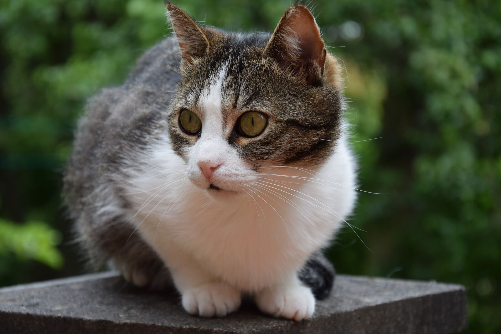 Nikon D3300 sample photo. Cat, pet, young cat photography