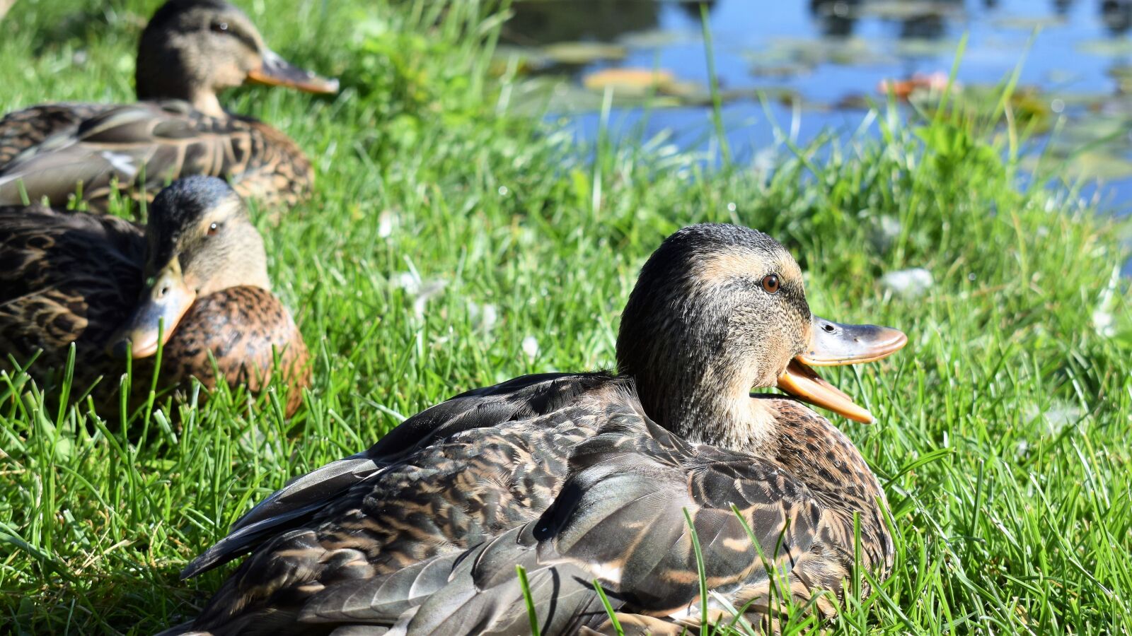 Nikon D3300 sample photo. Ducks, birds, beak photography