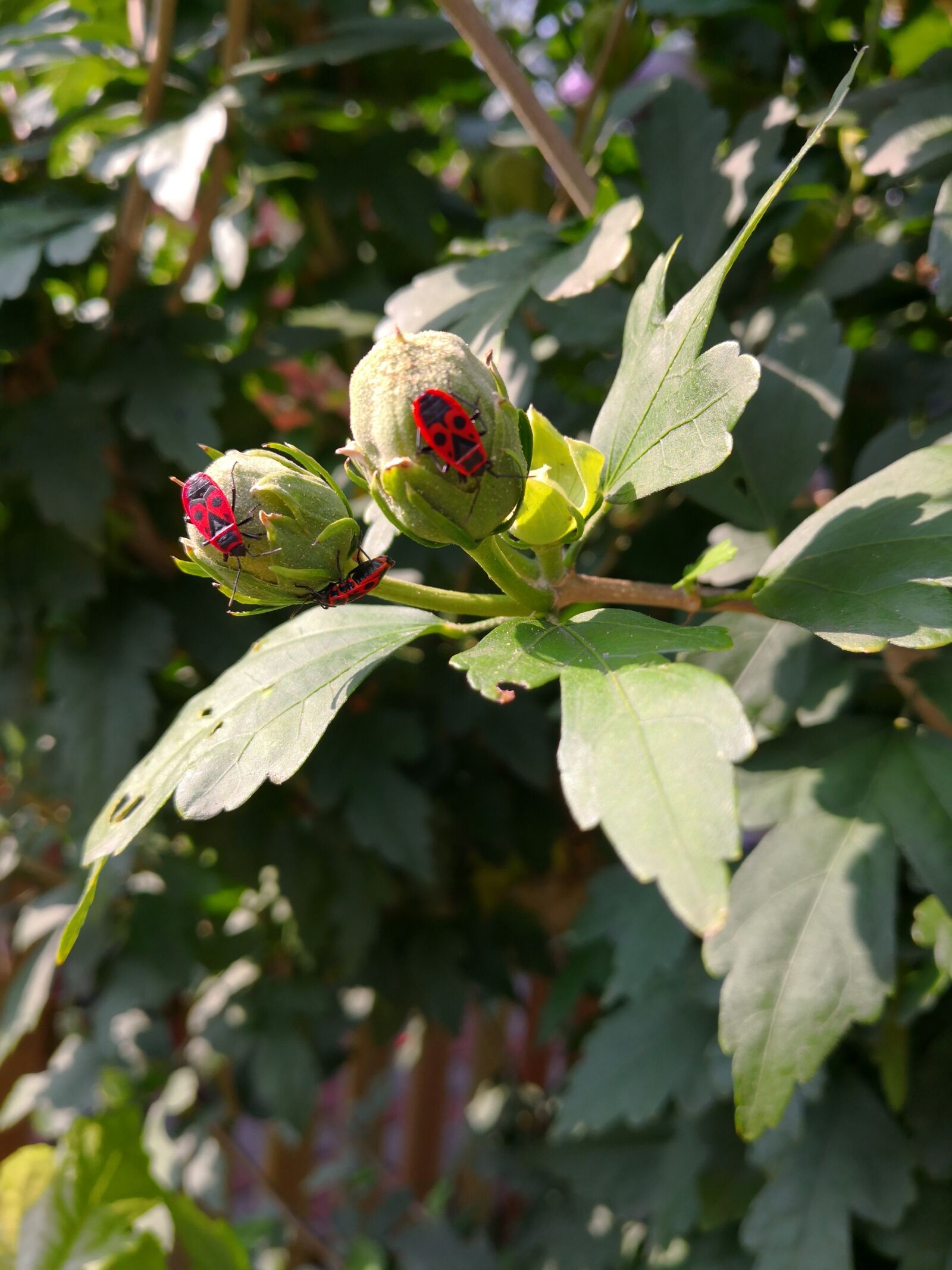 HUAWEI Mate 10 Pro sample photo. Bud, beetle, red photography