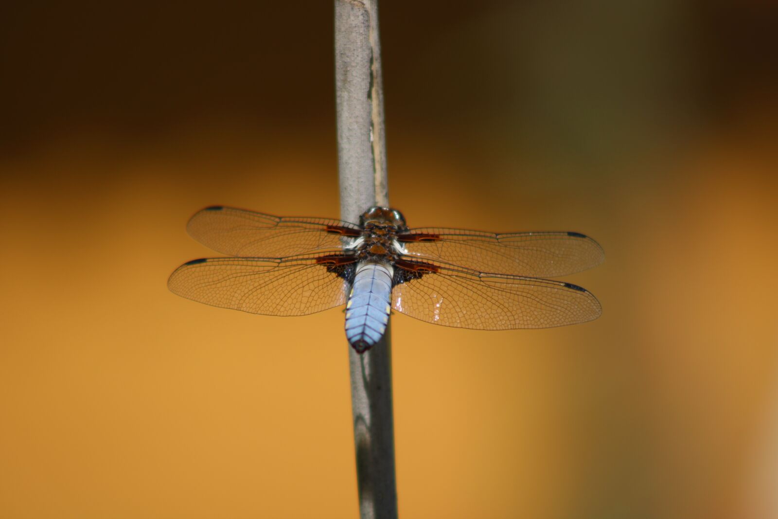 Canon EOS 2000D (EOS Rebel T7 / EOS Kiss X90 / EOS 1500D) sample photo. Dragonfly, pond, nature photography