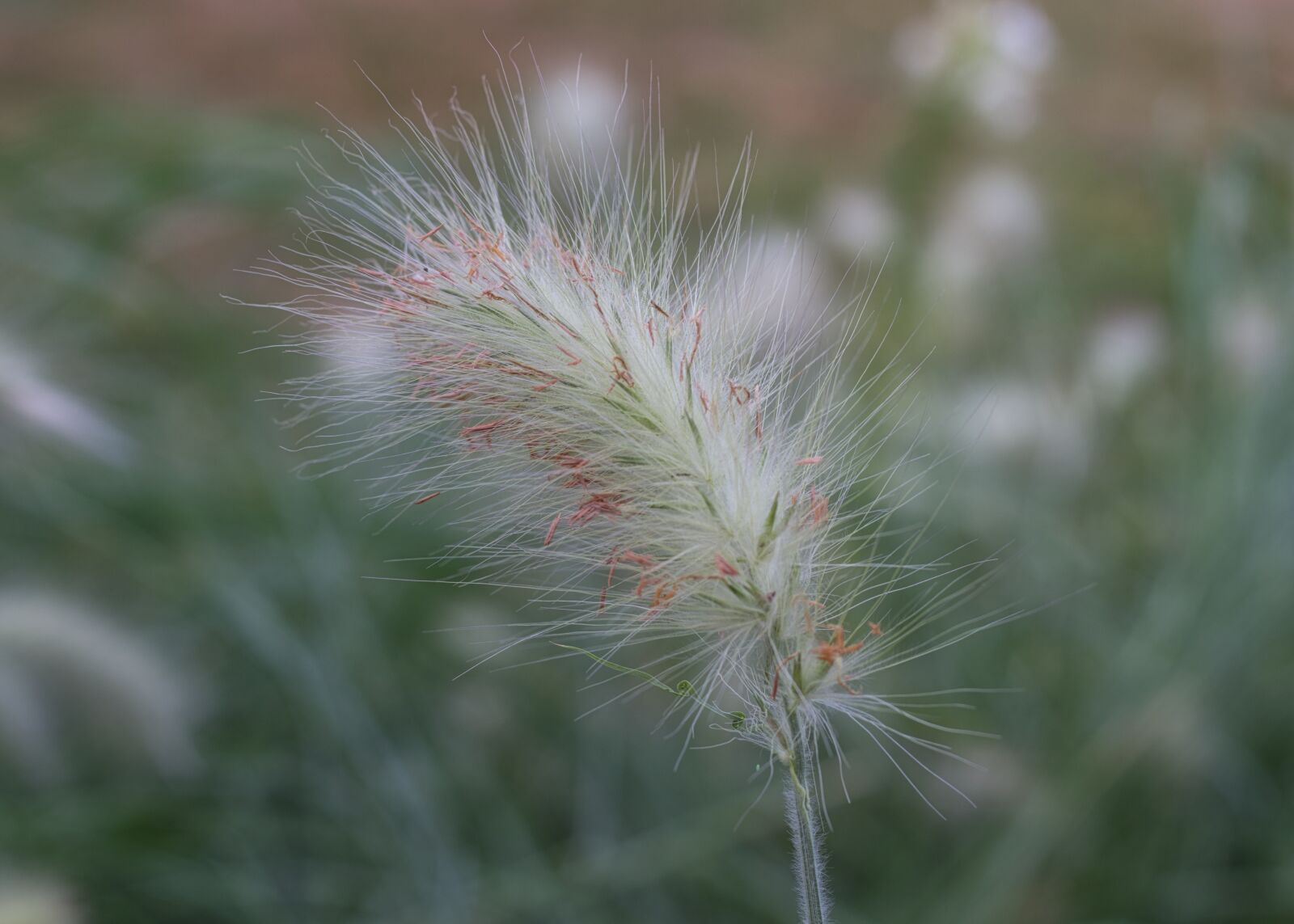 Canon EOS 200D (EOS Rebel SL2 / EOS Kiss X9) + Canon EF 50mm F1.8 STM sample photo. Grass, blossom, bloom photography